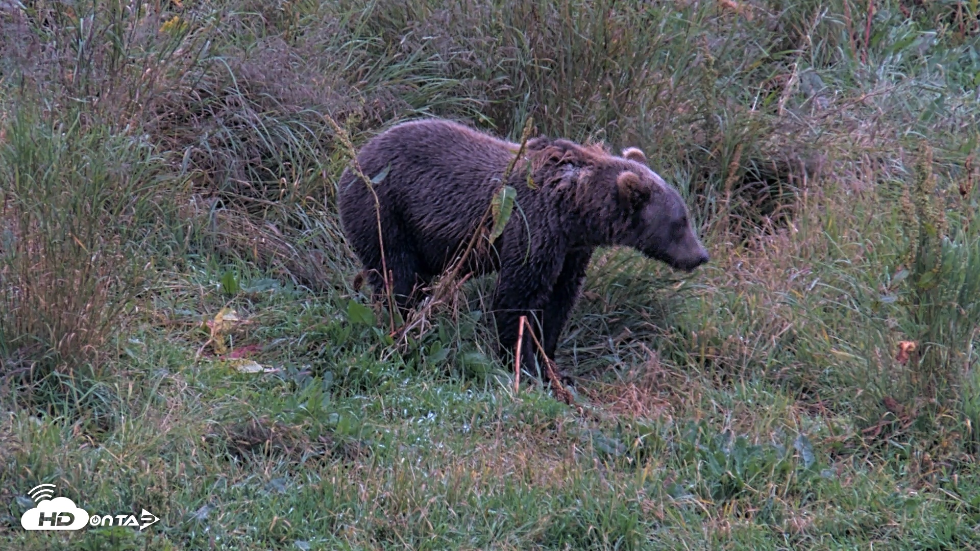 Snapshot of Kodiak Alaska Brown Bears Live Webcam taken Aug 17, 2026, 8:48pm AKDT