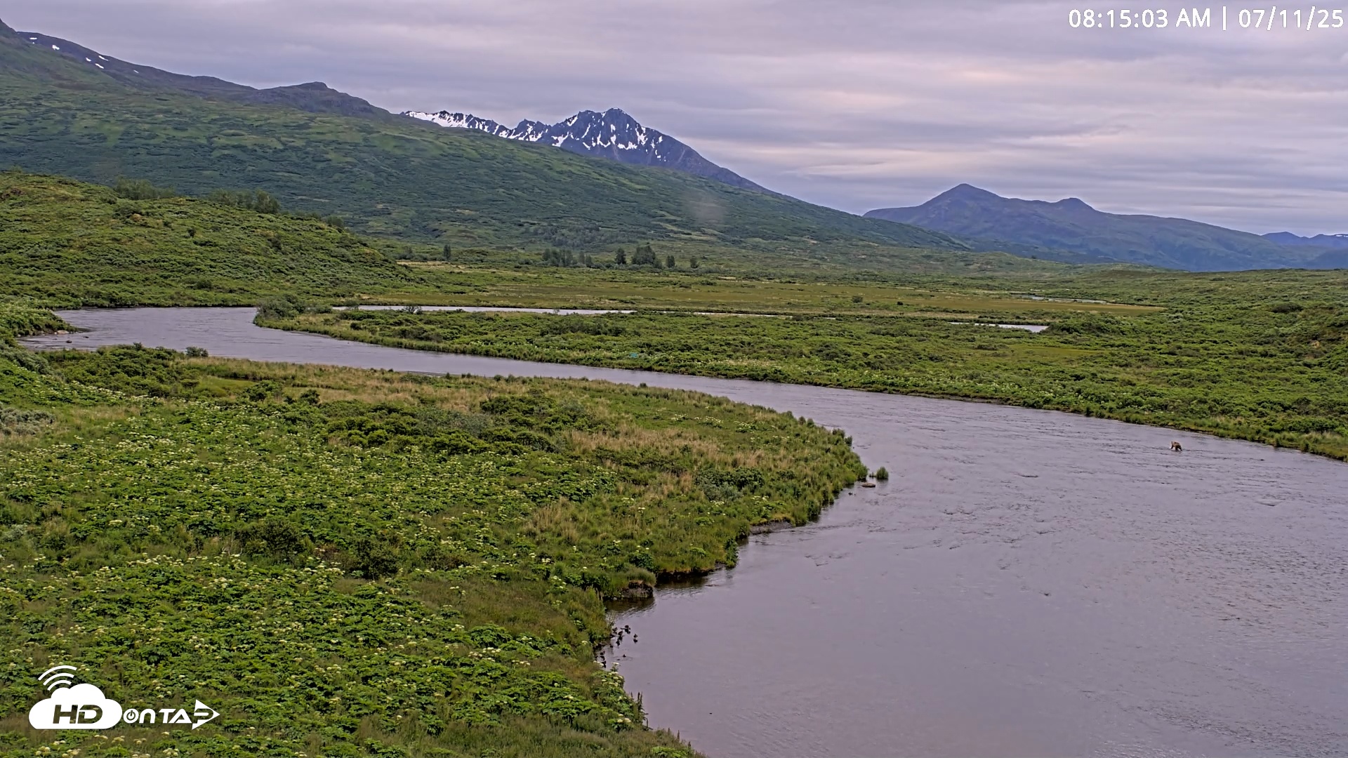 Snapshot of Kodiak Alaska Brown Bears Live Webcam taken Jul 11, 2025, 8:15am AKDT