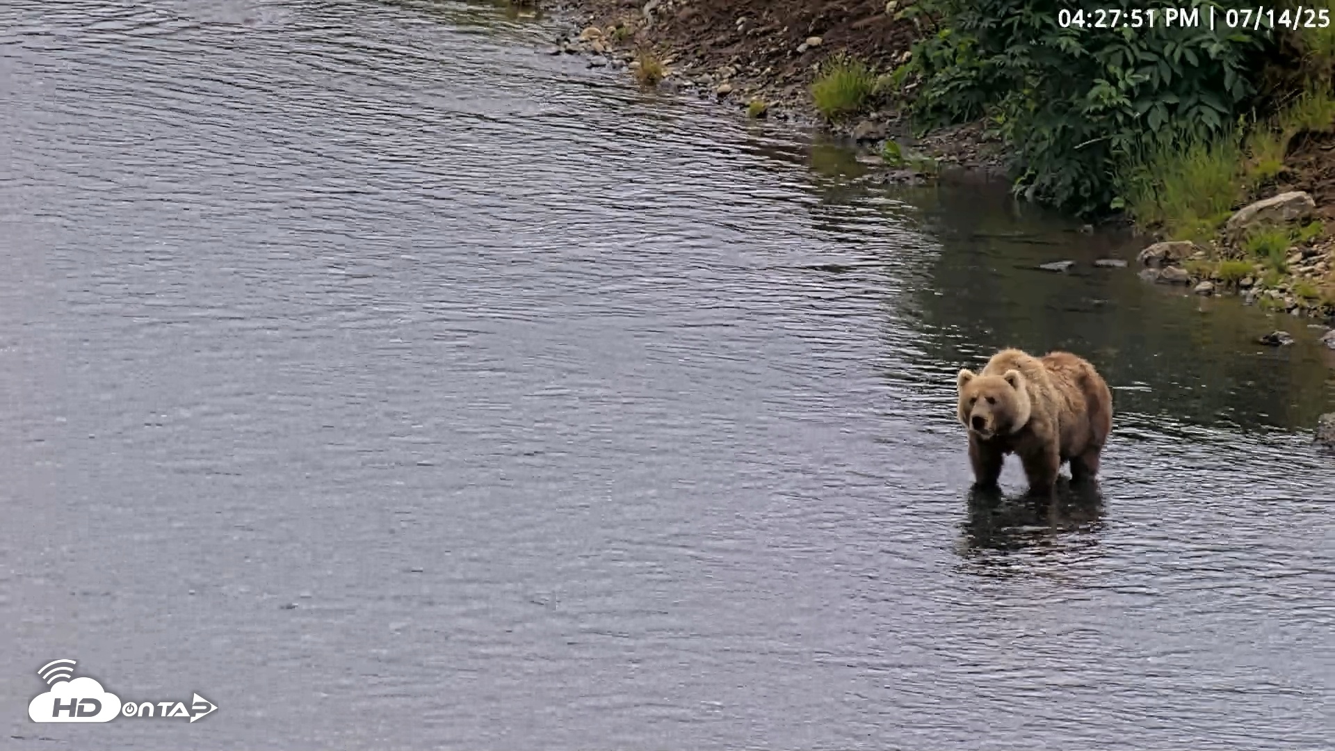 Snapshot of Kodiak Alaska Brown Bears Live Webcam taken Jul 14, 2025, 4:28pm AKDT