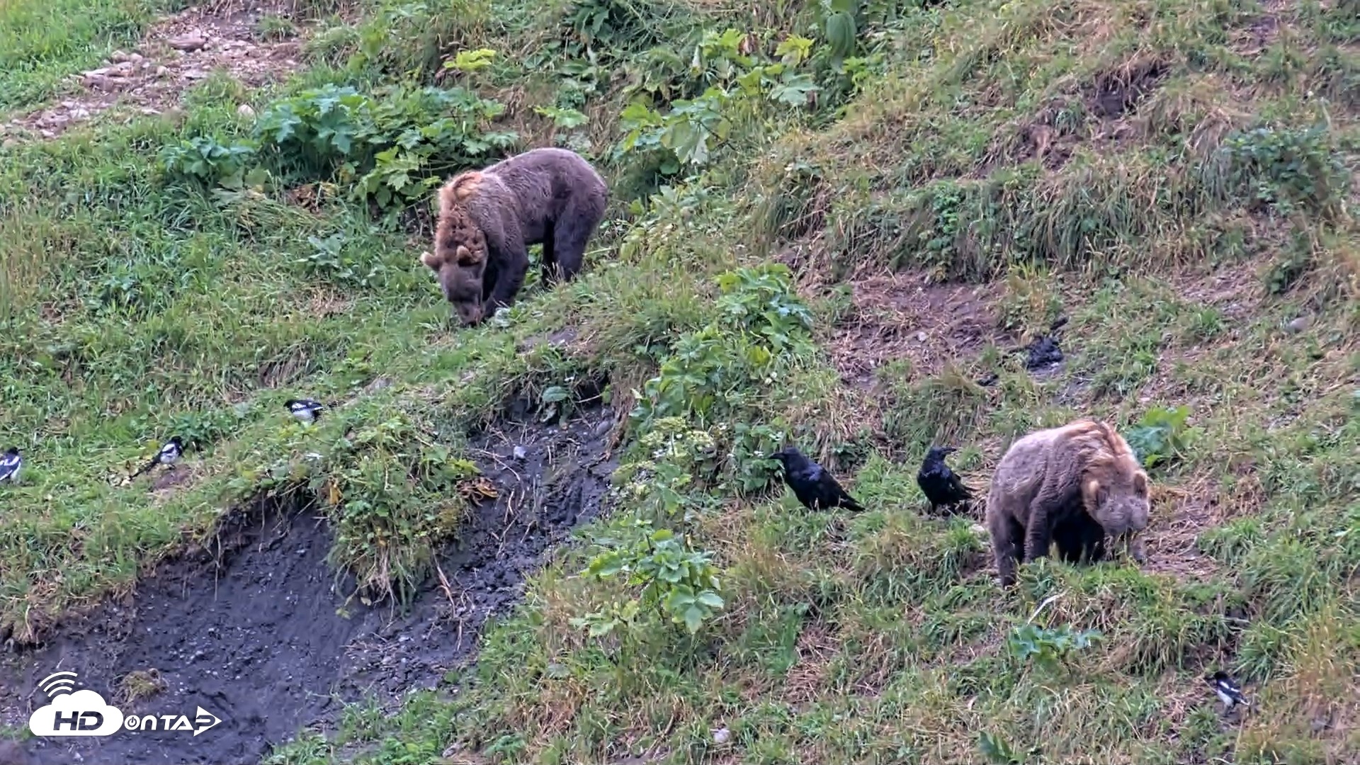 Snapshot of Kodiak Alaska Brown Bears Live Webcam taken Aug 14, 2026, 5:47pm AKDT