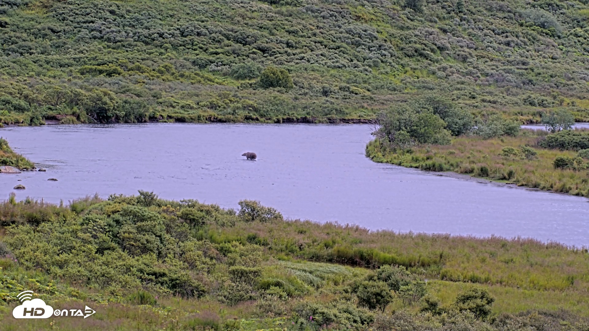 Snapshot of Kodiak Alaska Brown Bears Live Webcam taken Aug 14, 2026, 1:46pm AKDT