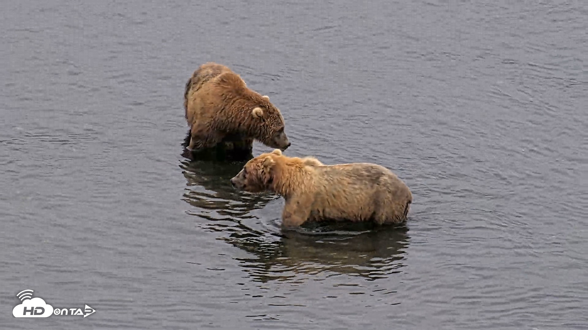 Snapshot of Kodiak Alaska Brown Bears Live Webcam taken Aug 5, 2026, 7:06am AKDT