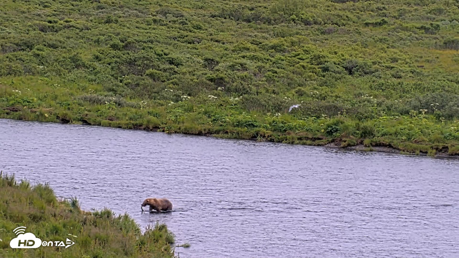 Snapshot of Kodiak Alaska Brown Bears Live Webcam taken Aug 4, 2026, 4:27pm AKDT