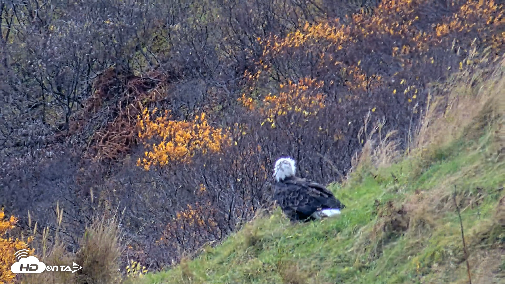 Snapshot of Kodiak Alaska Brown Bears Live Webcam taken Oct 14, 2026, 1:47pm AKDT
