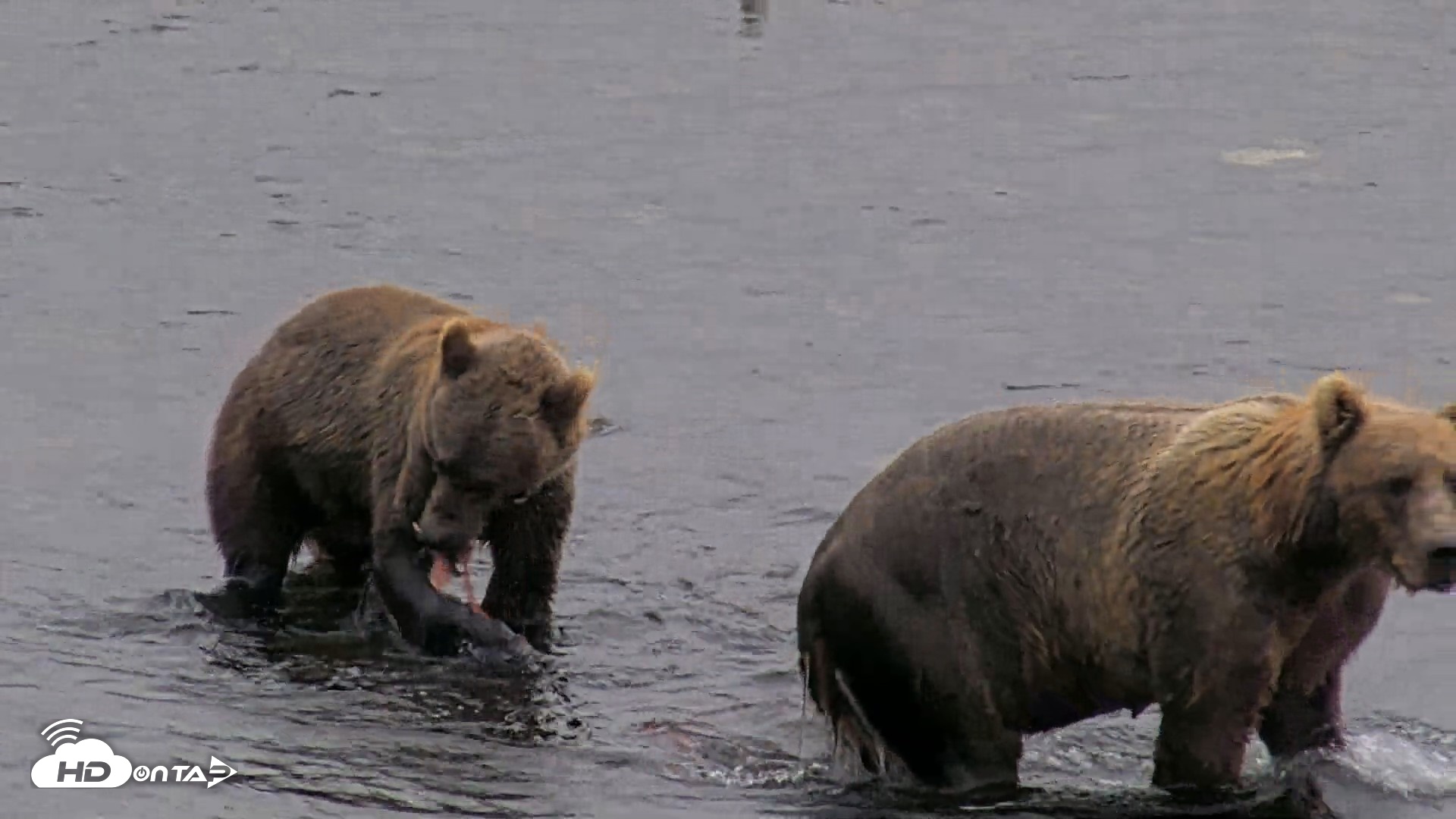 Snapshot of Kodiak Alaska Brown Bears Live Webcam taken Aug 17, 2026, 8:43pm AKDT