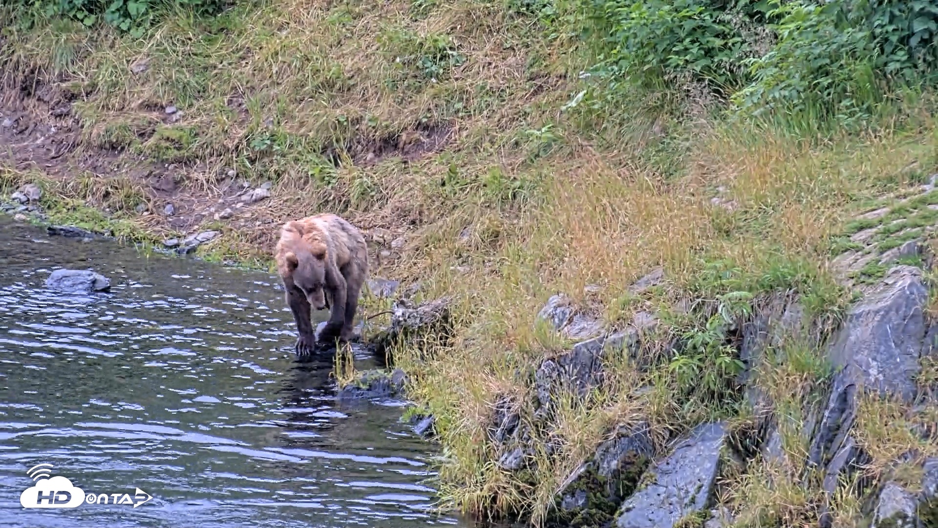 Snapshot of Kodiak Alaska Brown Bears Live Webcam taken Aug 7, 2026, 11:56am AKDT