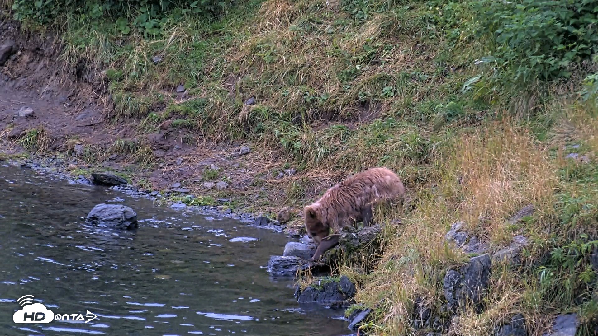 Snapshot of Kodiak Alaska Brown Bears Live Webcam taken Aug 13, 2026, 8:28pm AKDT