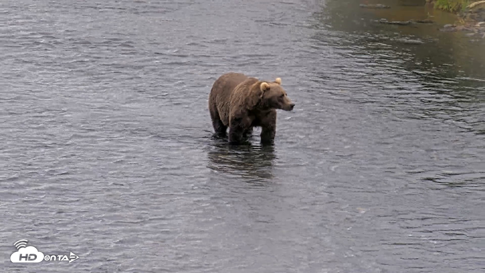 Snapshot of Kodiak Alaska Brown Bears Live Webcam taken Aug 13, 2026, 1:27pm AKDT