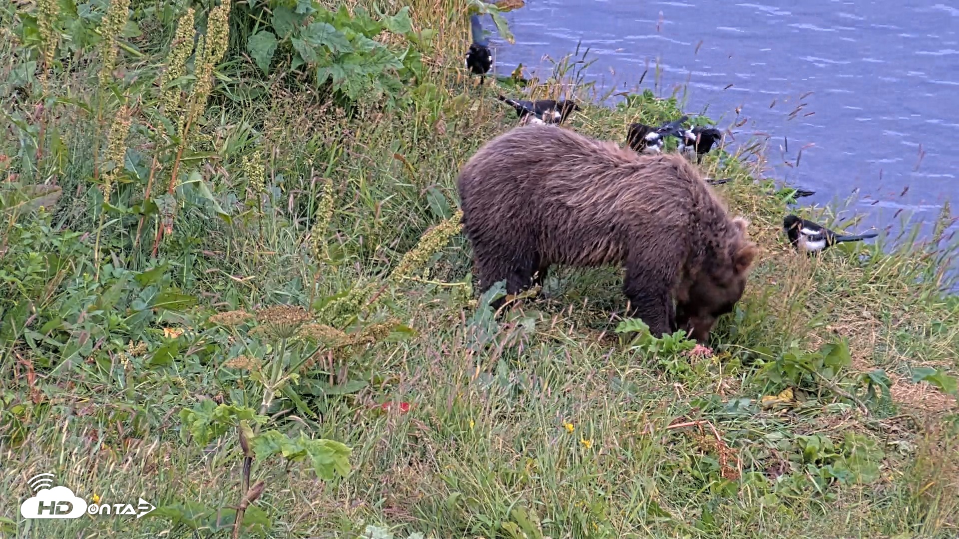 Snapshot of Kodiak Alaska Brown Bears Live Webcam taken Aug 10, 2026, 8:16pm AKDT