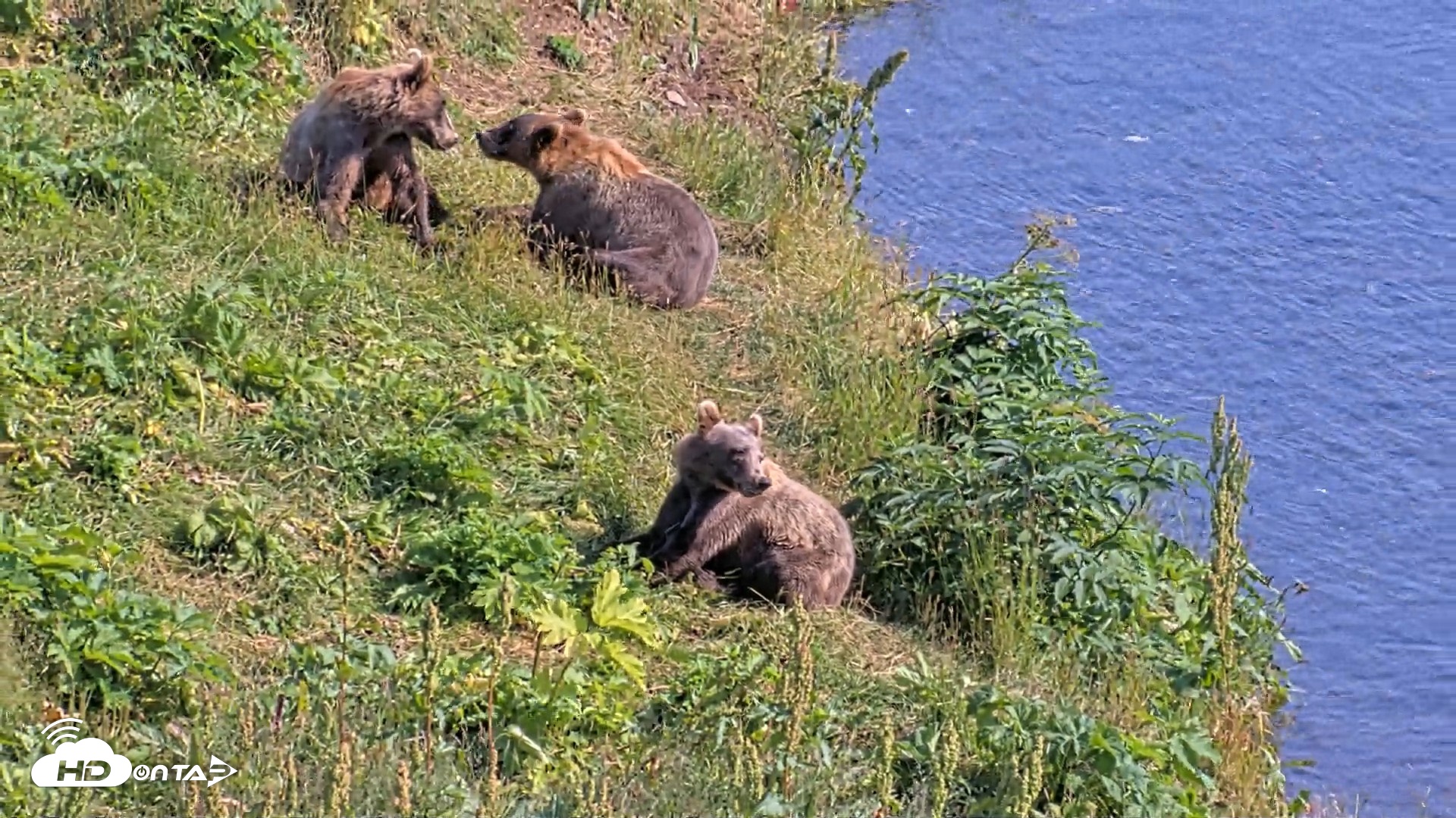 Snapshot of Kodiak Alaska Brown Bears Live Webcam taken Aug 8, 2026, 4:36pm AKDT