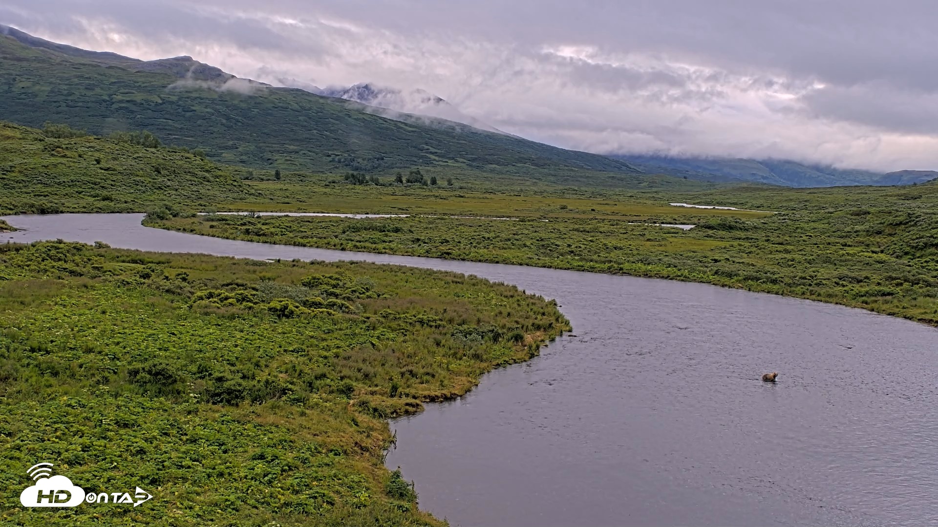 Snapshot of Kodiak Alaska Brown Bears Live Webcam taken Aug 6, 2026, 9:03am AKDT