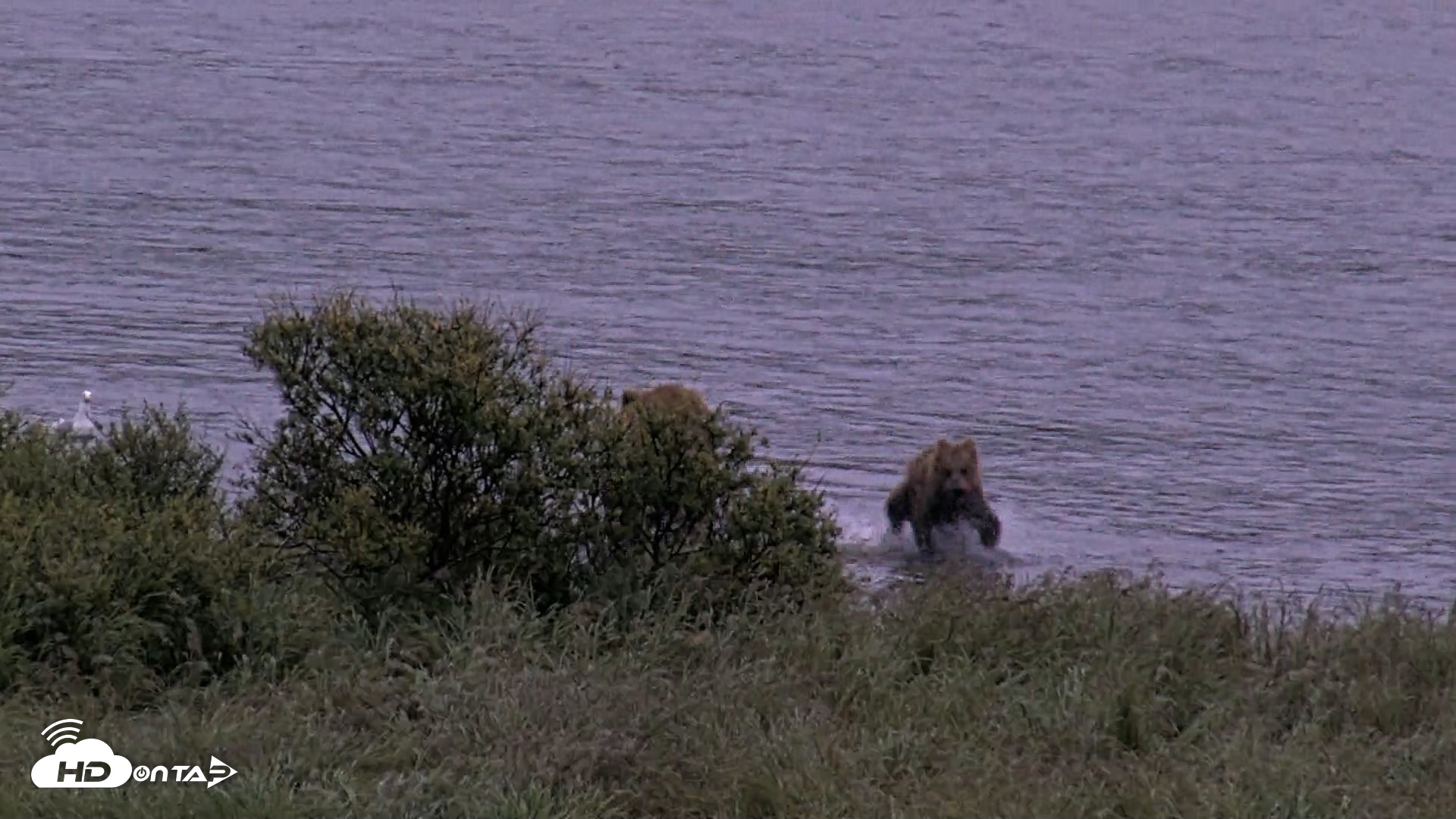 Snapshot of Kodiak Alaska Brown Bears Live Webcam taken Aug 20, 2026, 7:34am AKDT