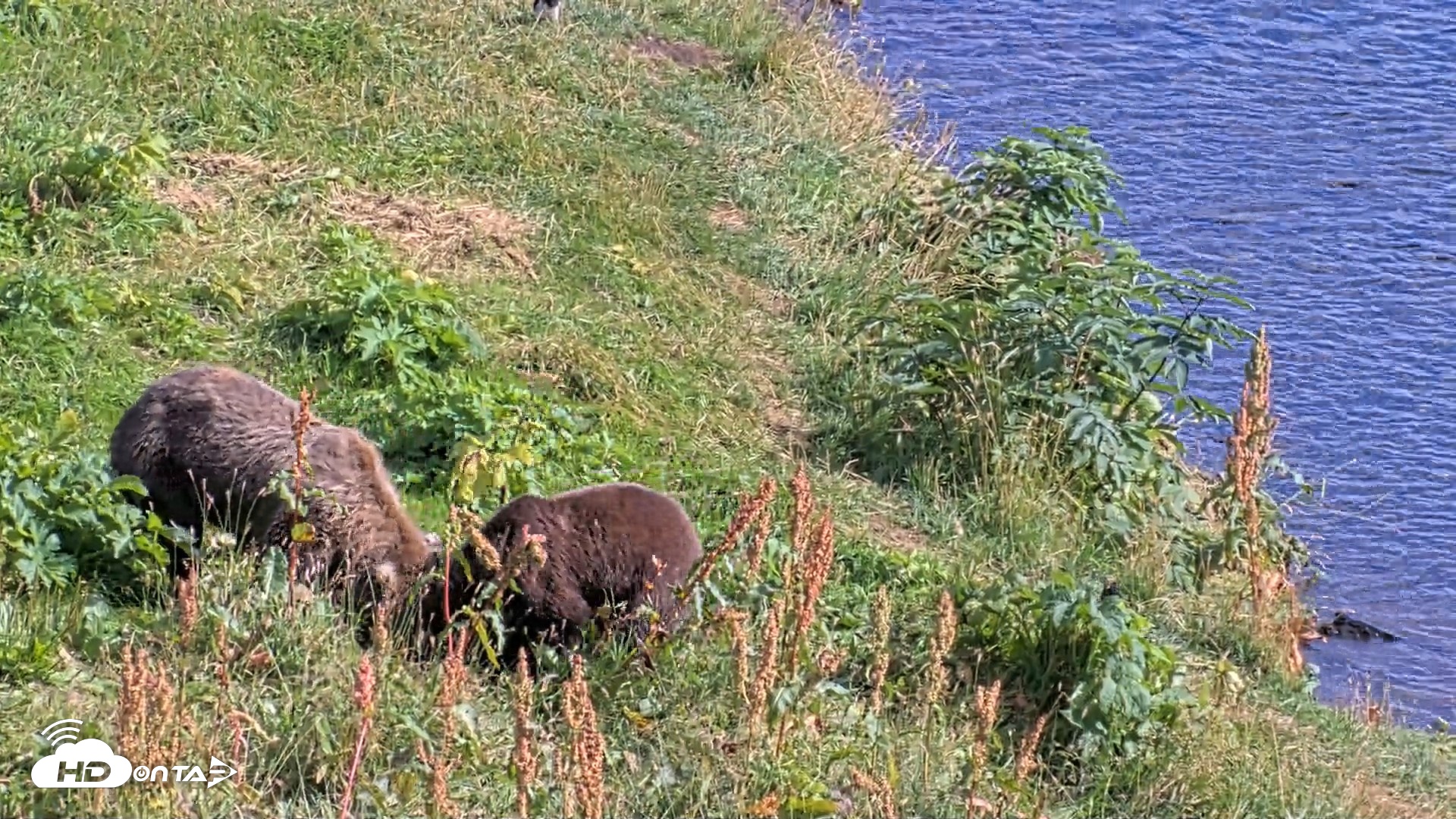 Snapshot of Kodiak Alaska Brown Bears Live Webcam taken Aug 23, 2026, 4:45pm AKDT