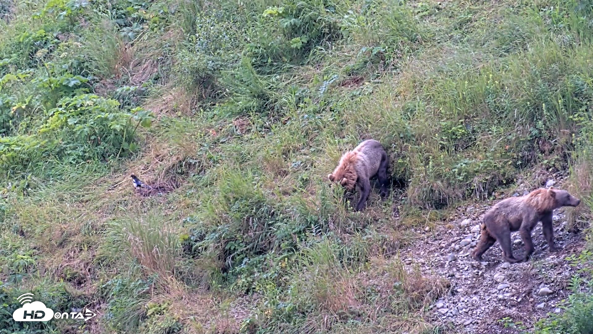 Snapshot of Kodiak Alaska Brown Bears Live Webcam taken Aug 7, 2026, 4:32pm AKDT
