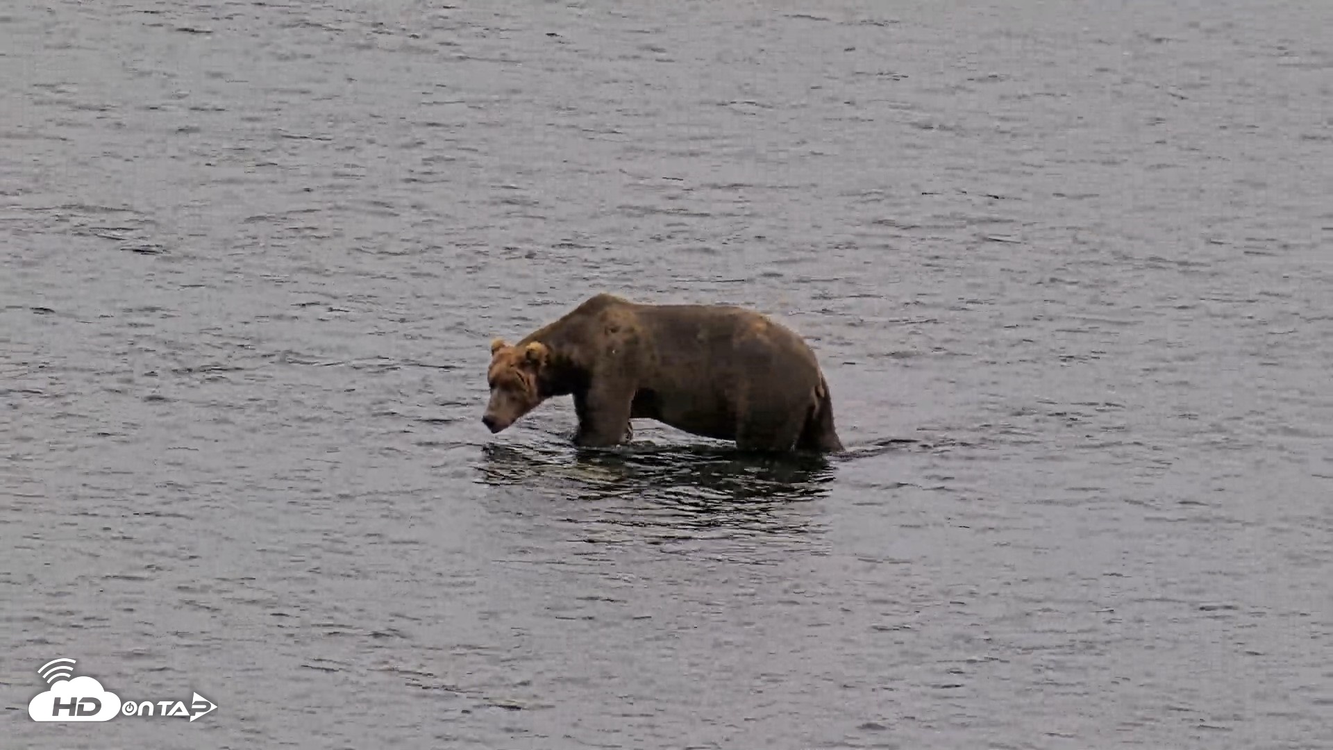 Snapshot of Kodiak Alaska Brown Bears Live Webcam taken Aug 10, 2026, 9:01pm AKDT