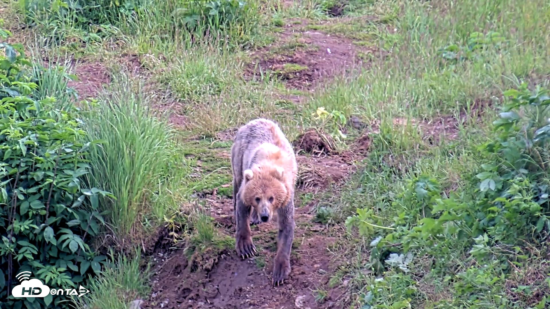 Snapshot of Kodiak Alaska Brown Bears Live Webcam taken Jul 25, 2026, 5:52pm AKDT