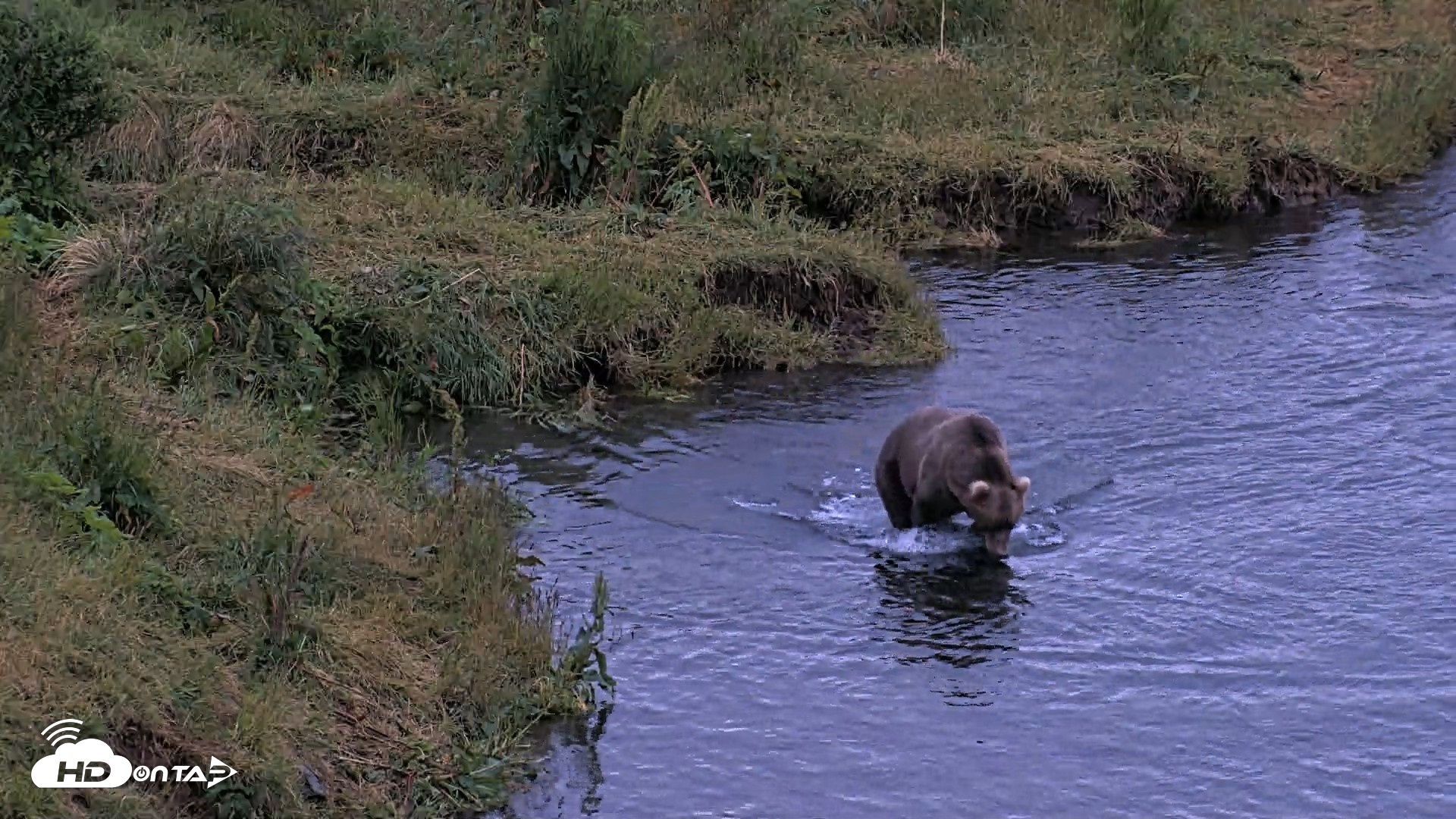 Snapshot of Kodiak Alaska Brown Bears Live Webcam taken Aug 6, 2026, 6:20am AKDT
