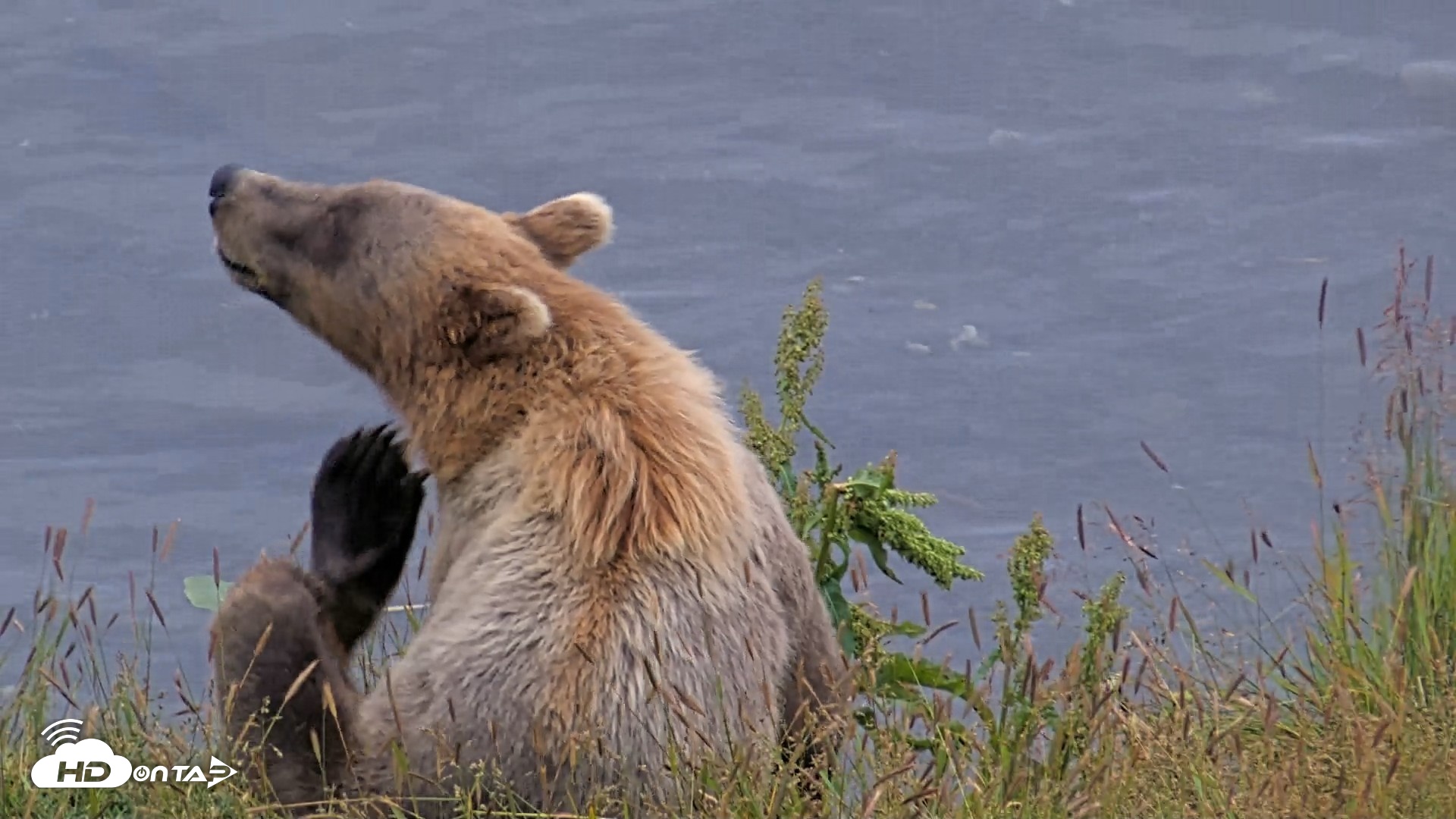 Snapshot of Kodiak Alaska Brown Bears Live Webcam taken Aug 5, 2026, 7:10am AKDT