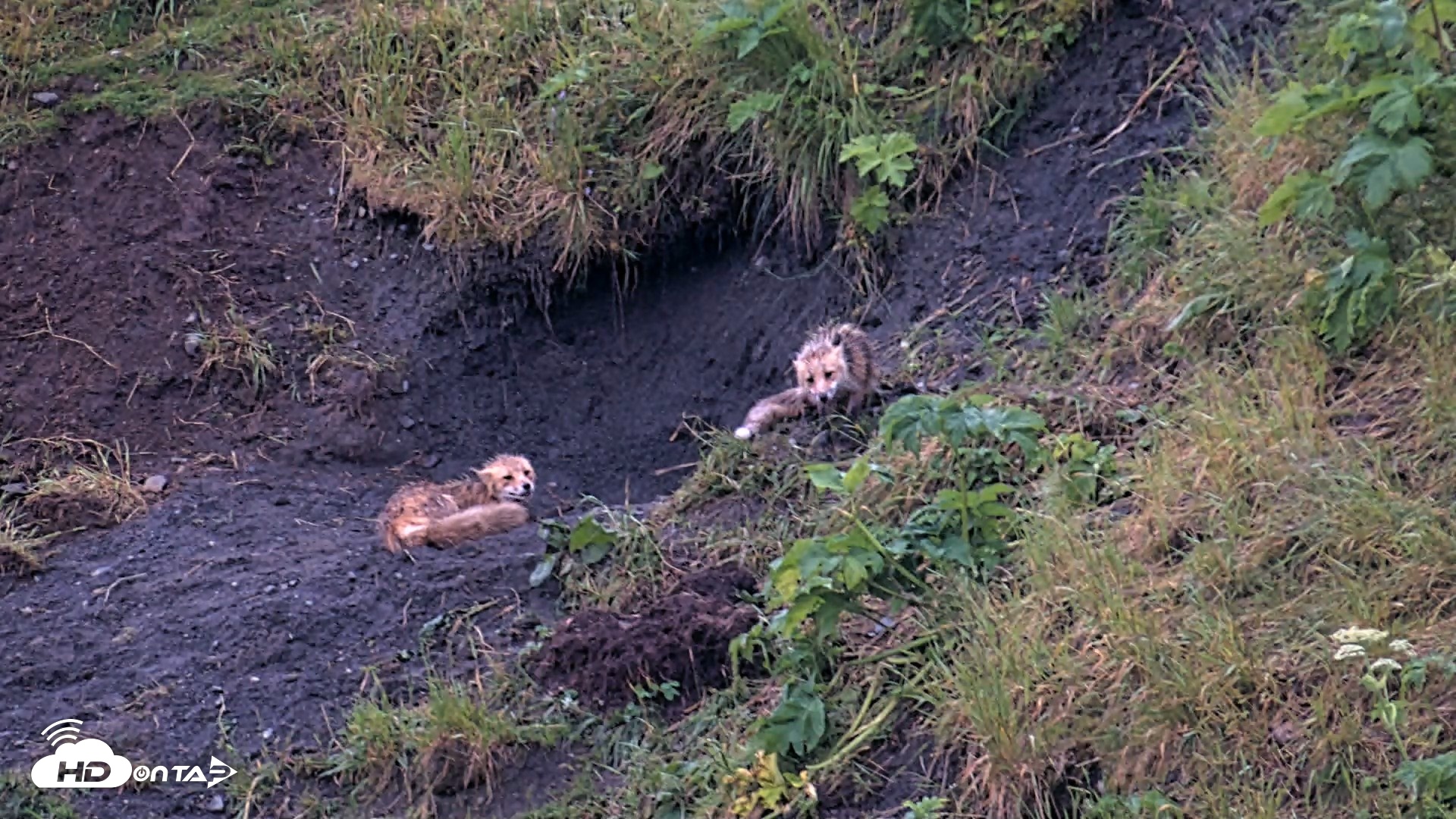 Snapshot of Kodiak Alaska Brown Bears Live Webcam taken Jul 27, 2026, 10:43pm AKDT