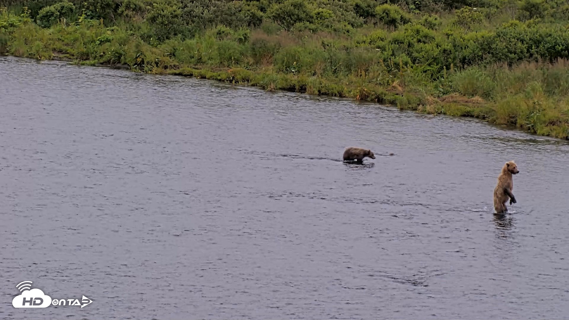 Snapshot of Kodiak Alaska Brown Bears Live Webcam taken Aug 10, 2026, 6:38pm AKDT