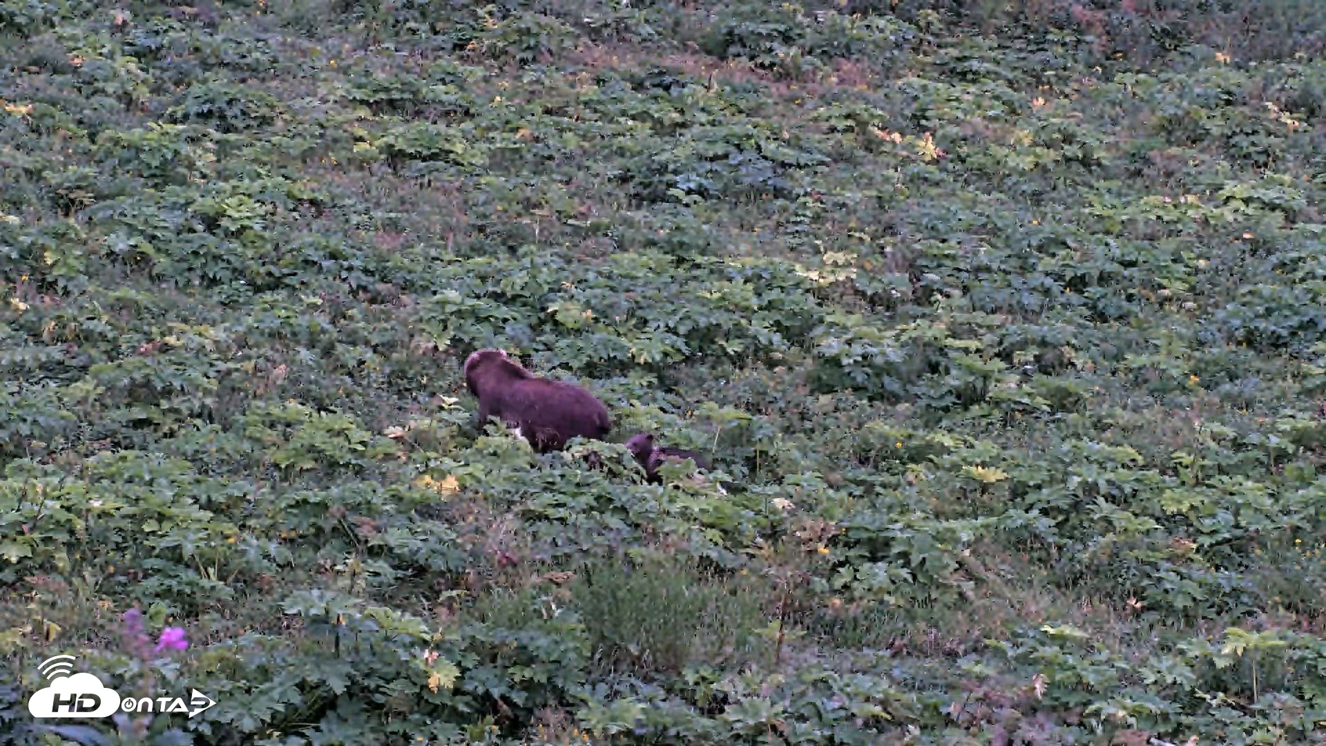 Snapshot of Kodiak Alaska Brown Bears Live Webcam taken Aug 19, 2026, 9:41pm AKDT