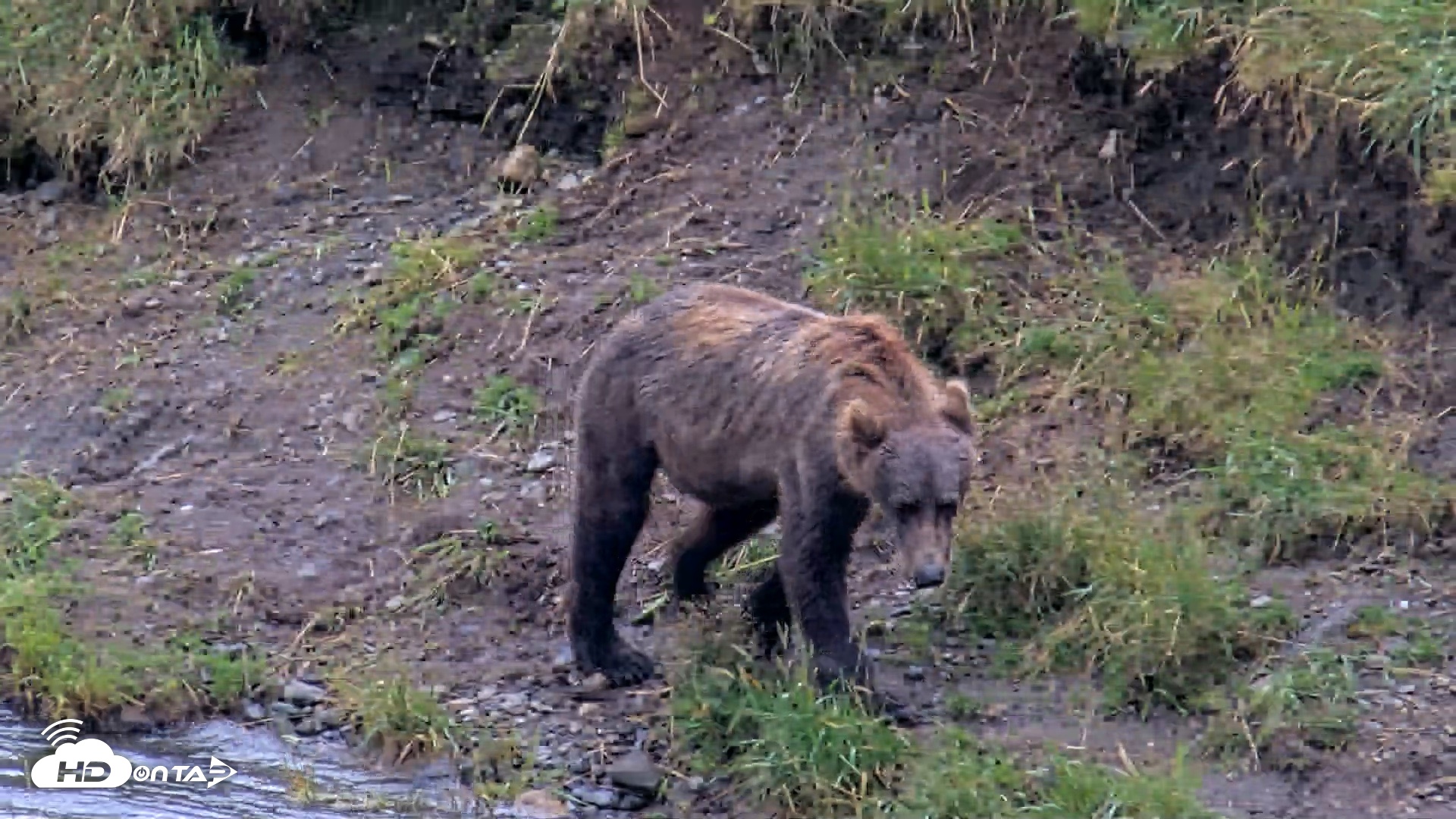 Snapshot of Kodiak Alaska Brown Bears Live Webcam taken Aug 17, 2026, 4:08pm AKDT