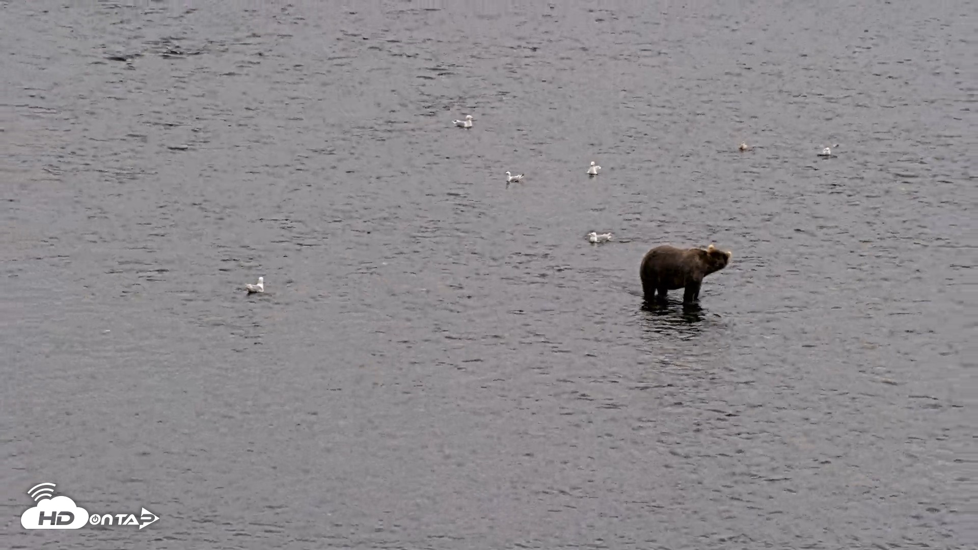 Snapshot of Kodiak Alaska Brown Bears Live Webcam taken Aug 7, 2026, 5:17pm AKDT