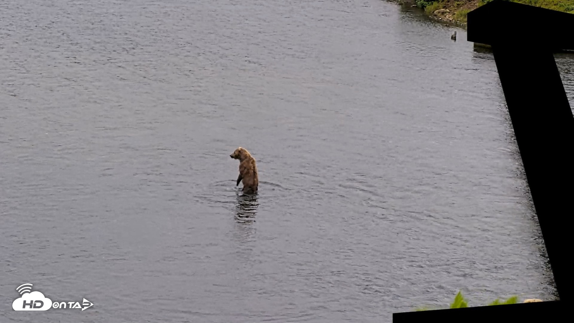 Snapshot of Kodiak Alaska Brown Bears Live Webcam taken Jul 19, 2026, 2:36pm AKDT