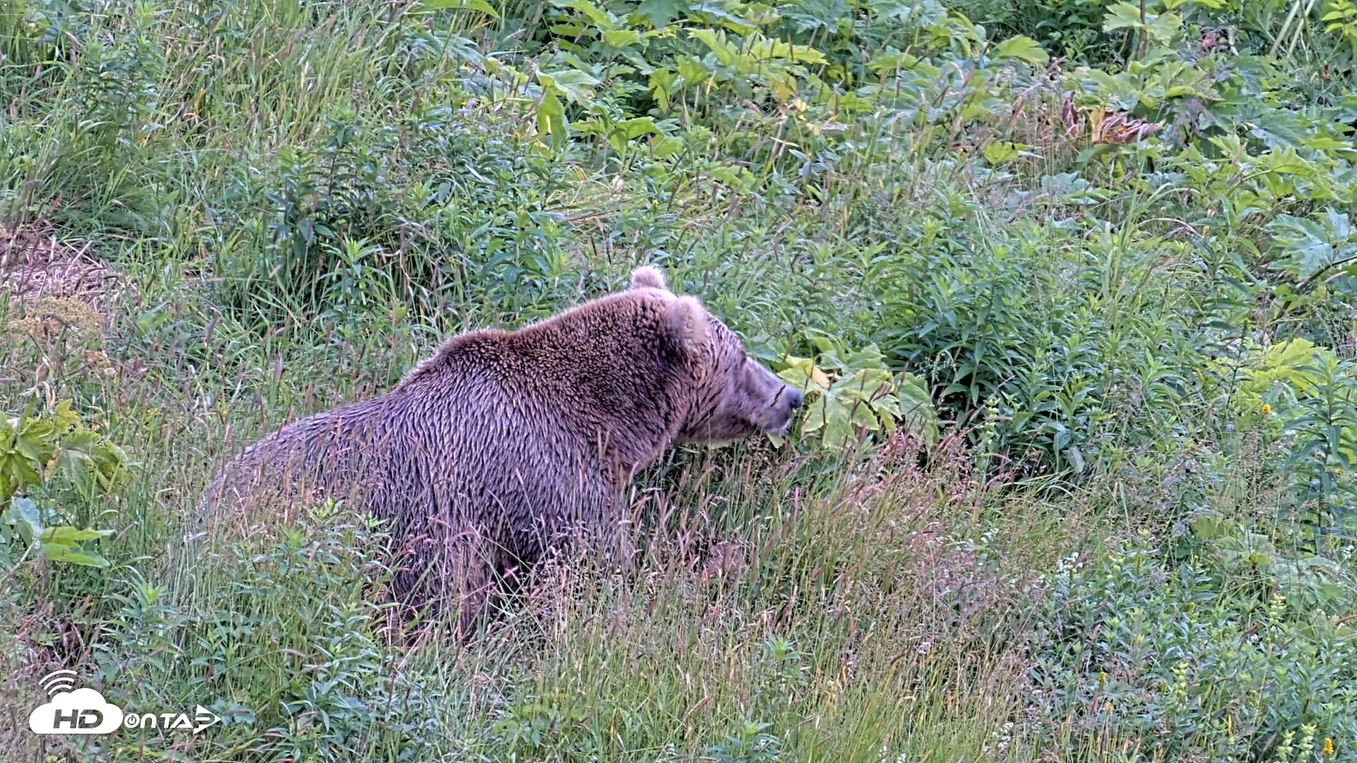 Snapshot of Kodiak Alaska Brown Bears Live Webcam taken Aug 7, 2026, 4:38pm AKDT