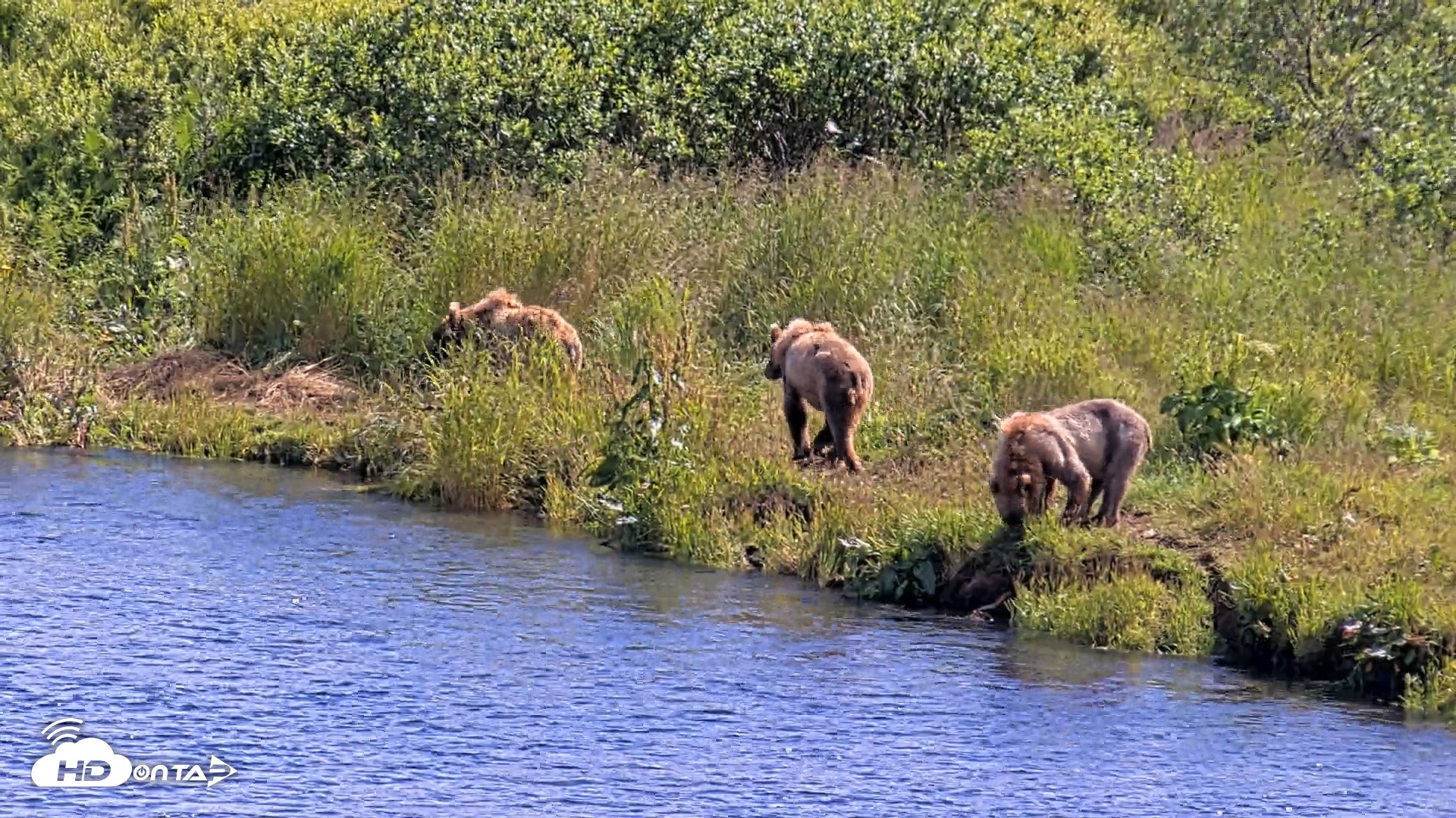 Snapshot of Kodiak Alaska Brown Bears Live Webcam taken Aug 1, 2026, 3:25pm AKDT