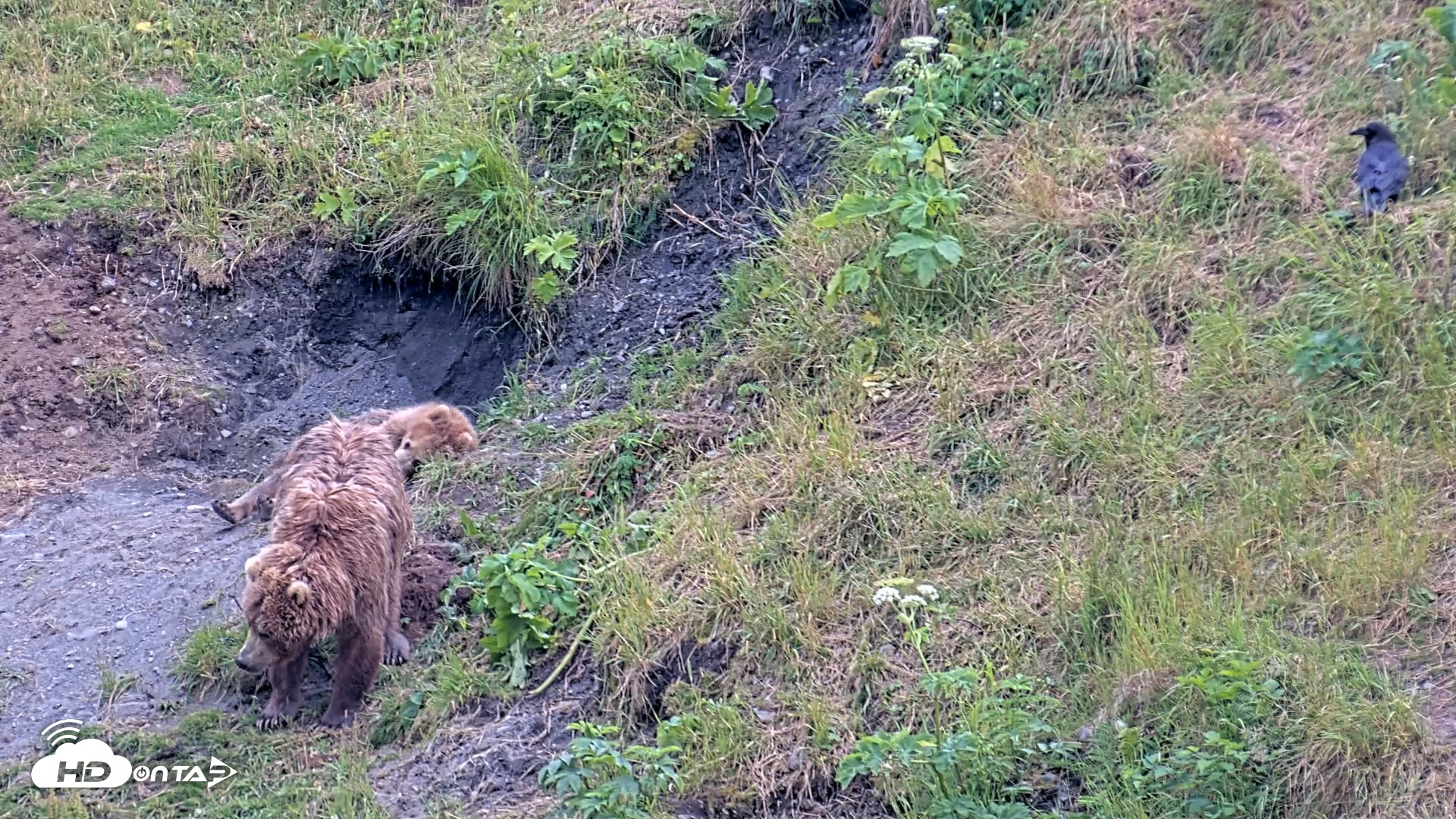 Snapshot of Kodiak Alaska Brown Bears Live Webcam taken Aug 1, 2026, 8:13pm AKDT