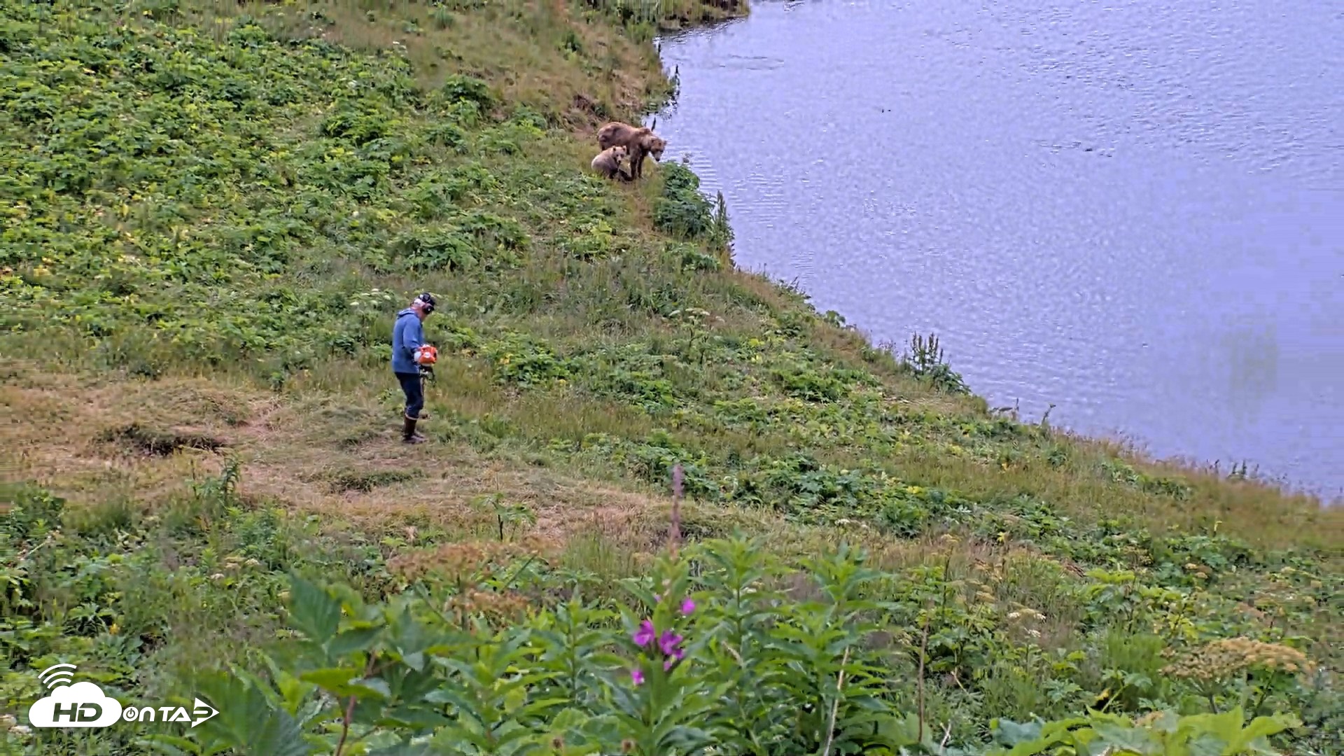 Snapshot of Kodiak Alaska Brown Bears Live Webcam taken Aug 2, 2026, 11:12am AKDT