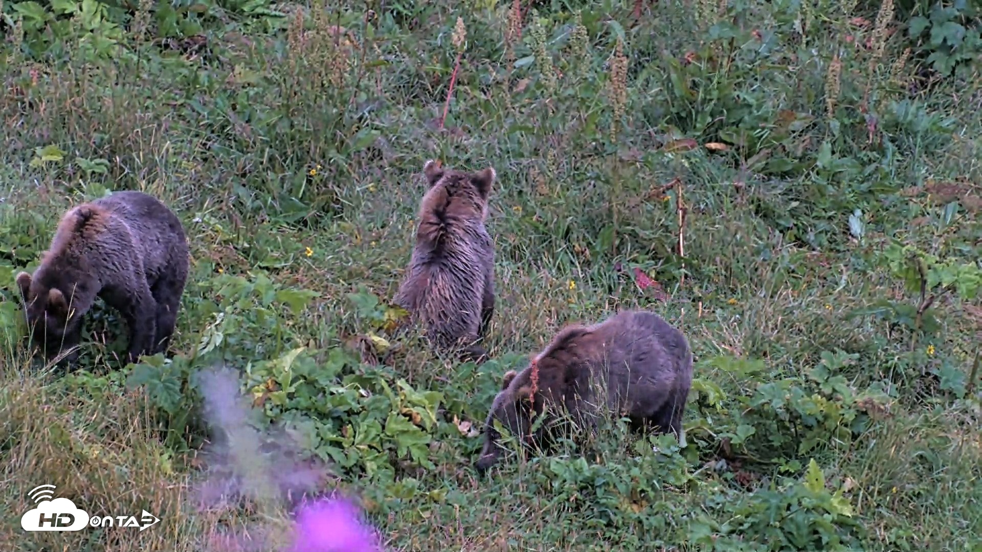 Snapshot of Kodiak Alaska Brown Bears Live Webcam taken Aug 16, 2026, 9:11pm AKDT