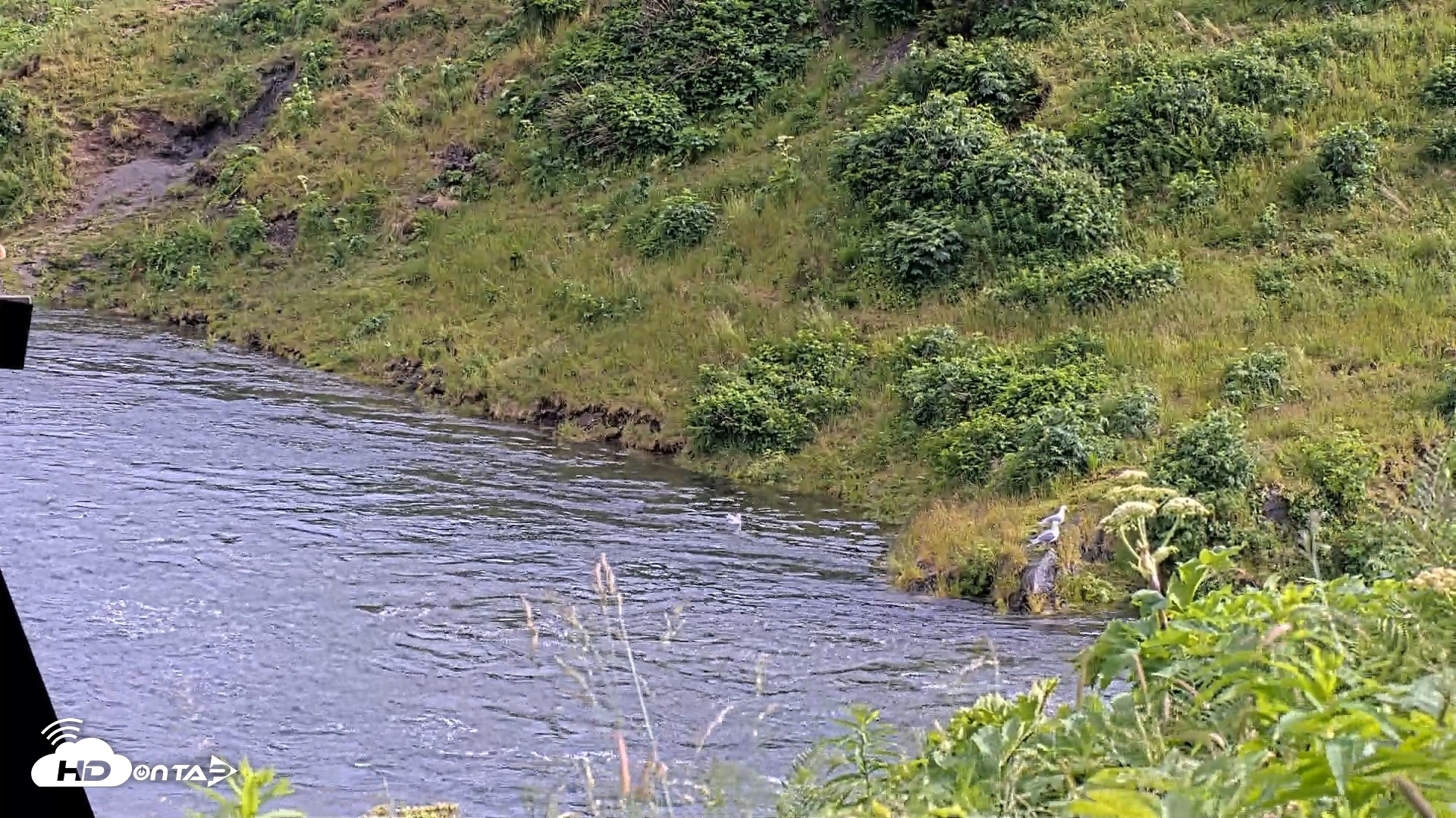 Snapshot of Kodiak Alaska Brown Bears Live Webcam taken Jul 25, 2026, 6:01pm AKDT