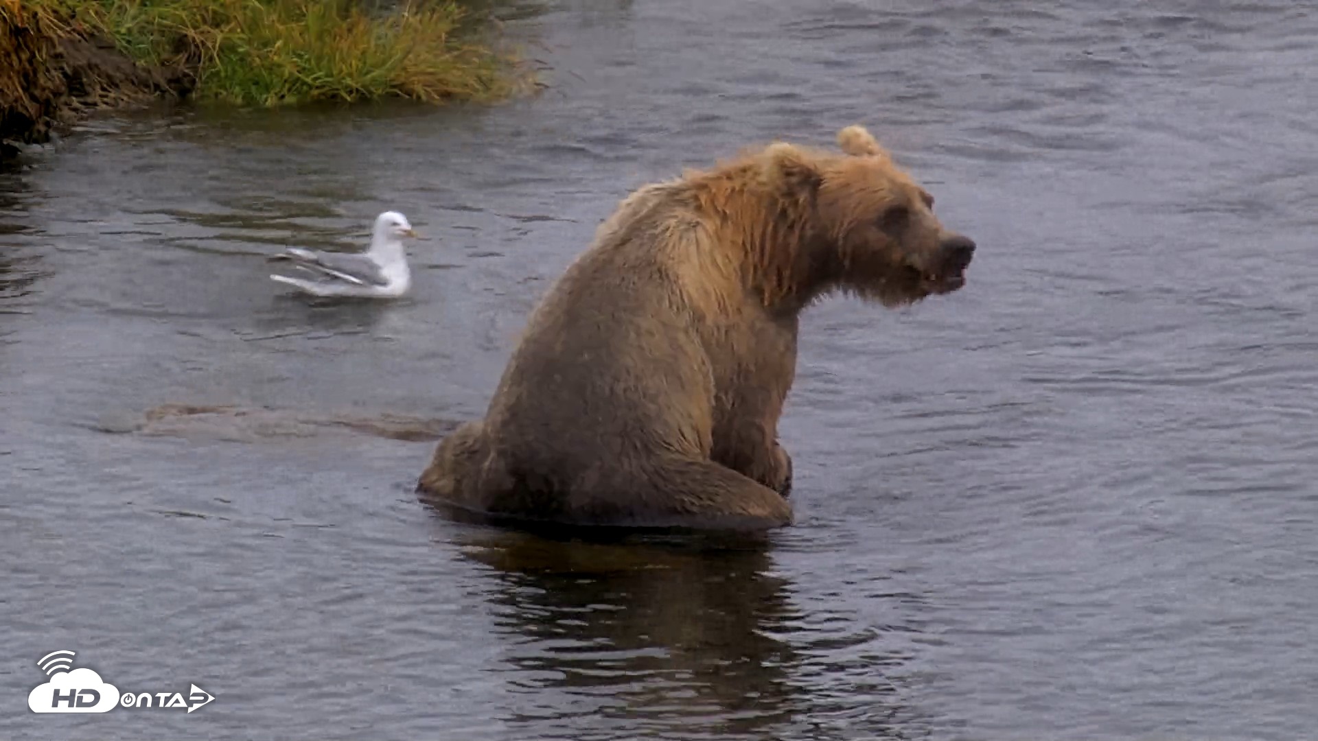 Snapshot of Kodiak Alaska Brown Bears Live Webcam taken Aug 13, 2026, 4:49pm AKDT