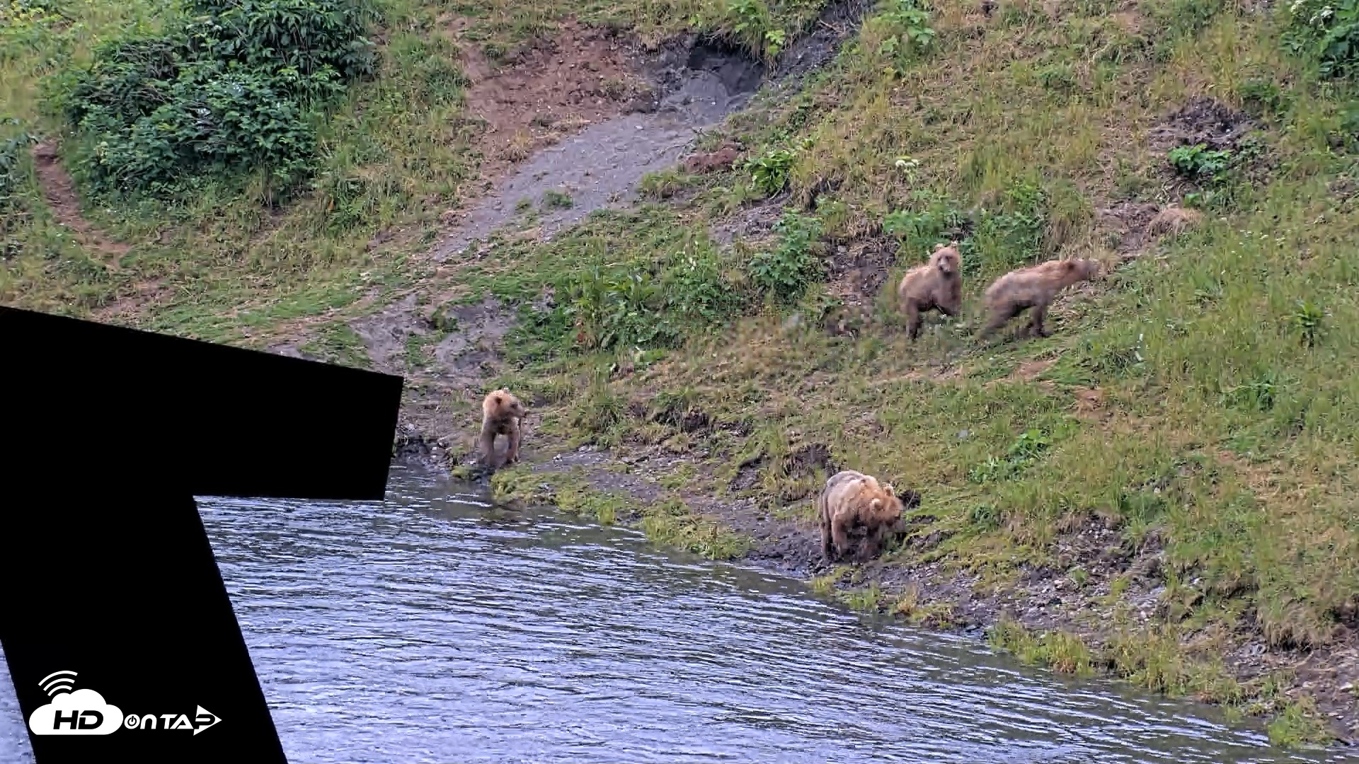 Snapshot of Kodiak Alaska Brown Bears Live Webcam taken Aug 2, 2026, 9:21pm AKDT