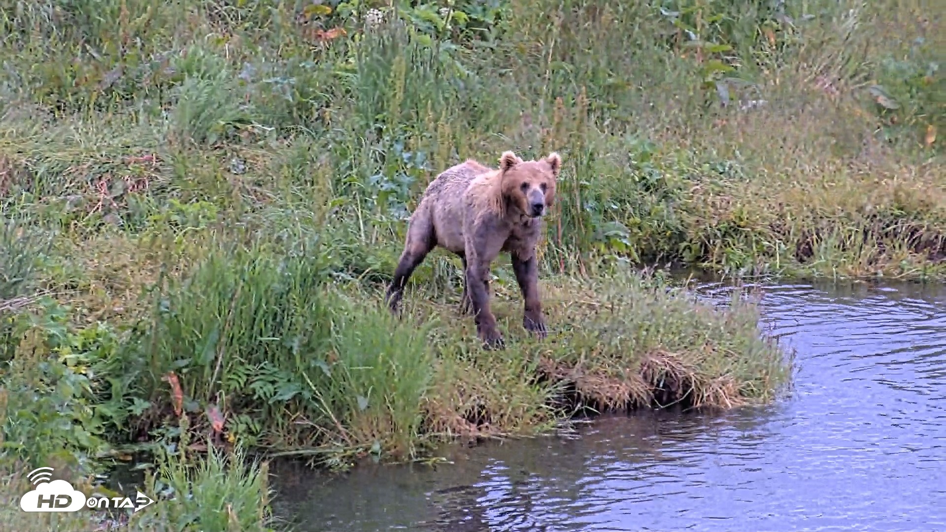 Snapshot of Kodiak Alaska Brown Bears Live Webcam taken Jul 27, 2026, 9:39am AKDT