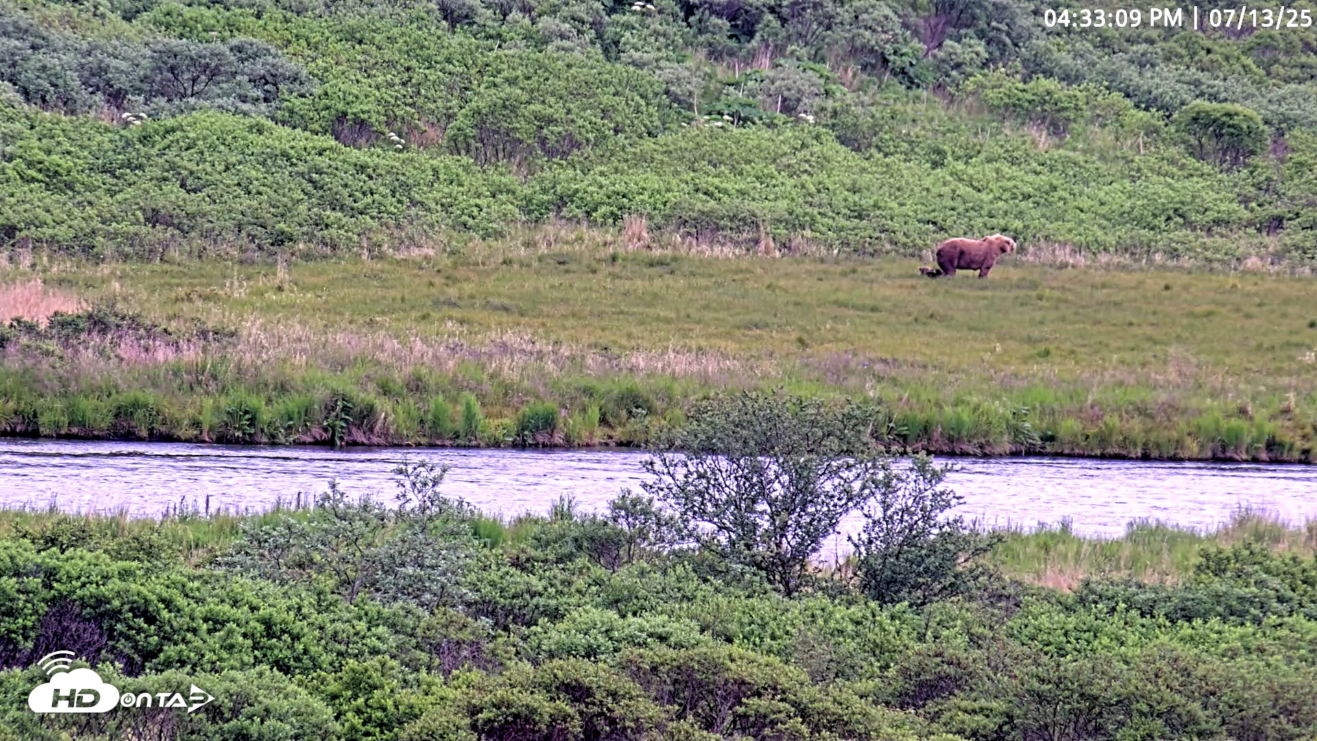 Snapshot of Kodiak Alaska Brown Bears Live Webcam taken Jul 13, 2025, 4:33pm AKDT