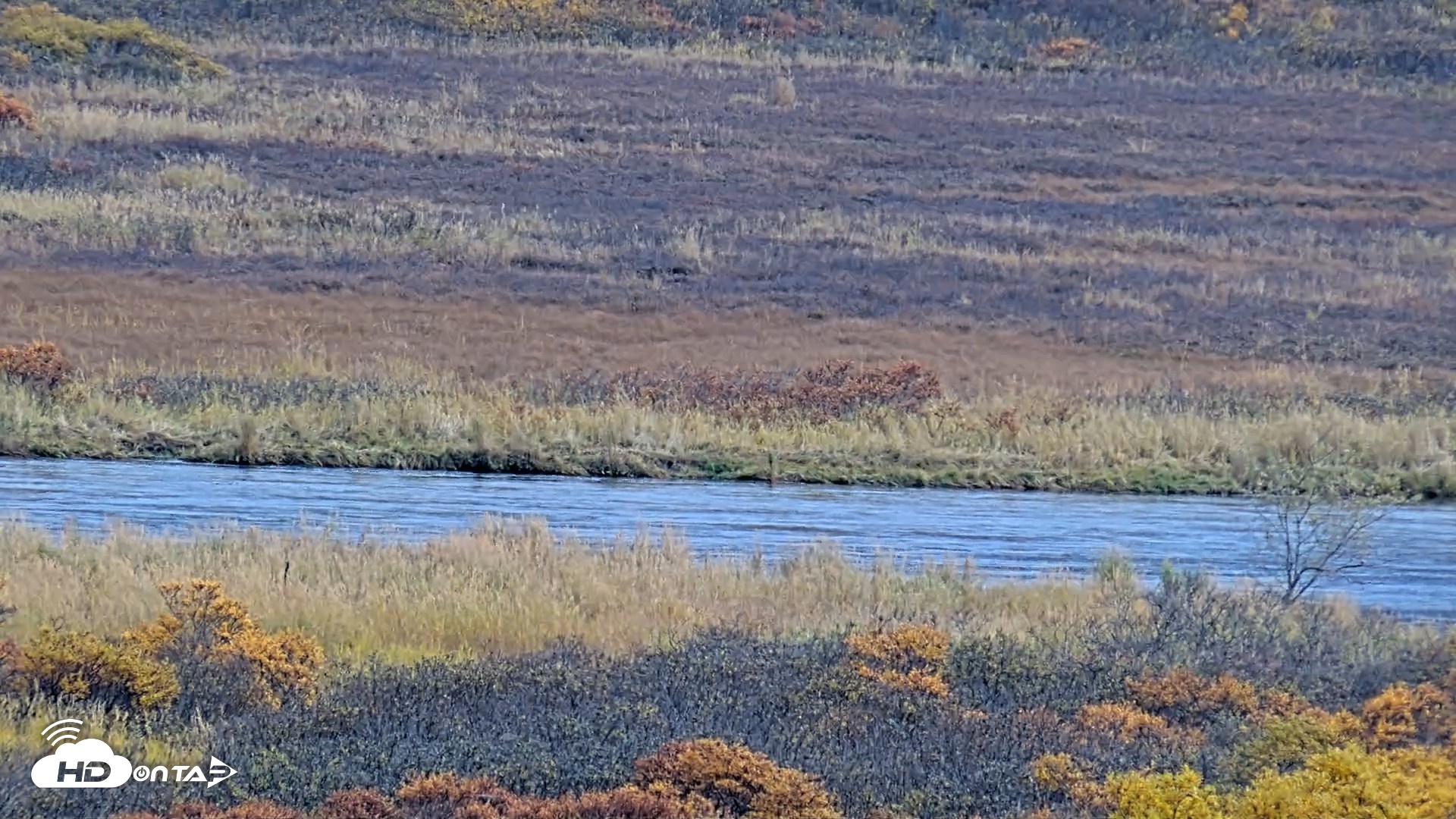 Snapshot of Kodiak Alaska Brown Bears Live Webcam taken Oct 8, 2026, 3:08pm AKDT