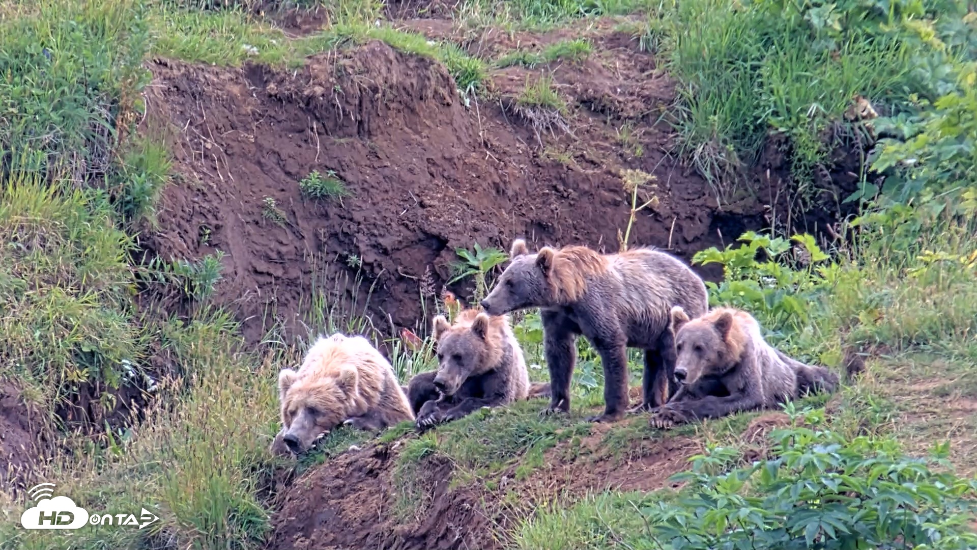 Snapshot of Kodiak Alaska Brown Bears Live Webcam taken Aug 9, 2026, 4:23pm AKDT