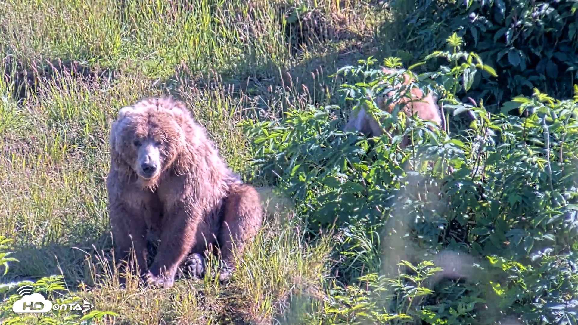 Snapshot of Kodiak Alaska Brown Bears Live Webcam taken Jul 30, 2026, 6:05pm AKDT