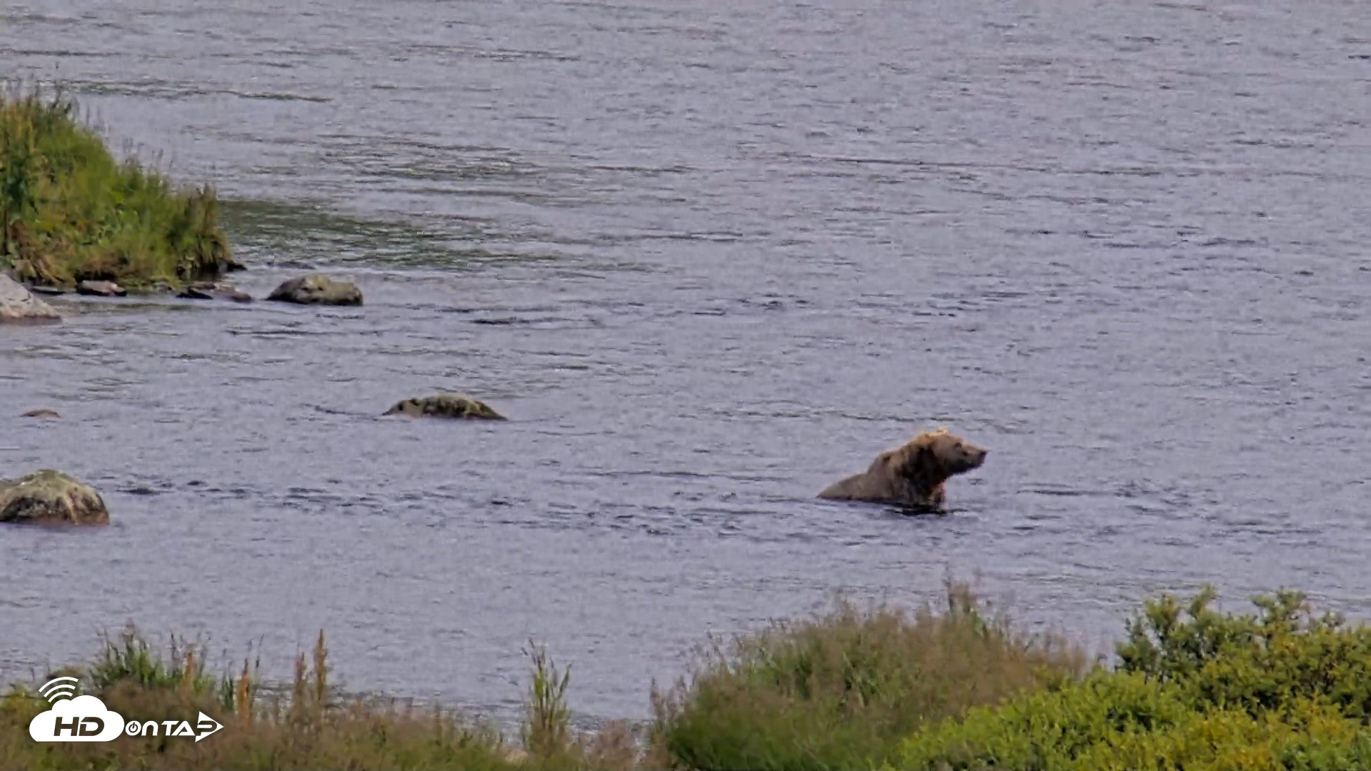 Snapshot of Kodiak Alaska Brown Bears Live Webcam taken Aug 9, 2026, 3:35pm AKDT