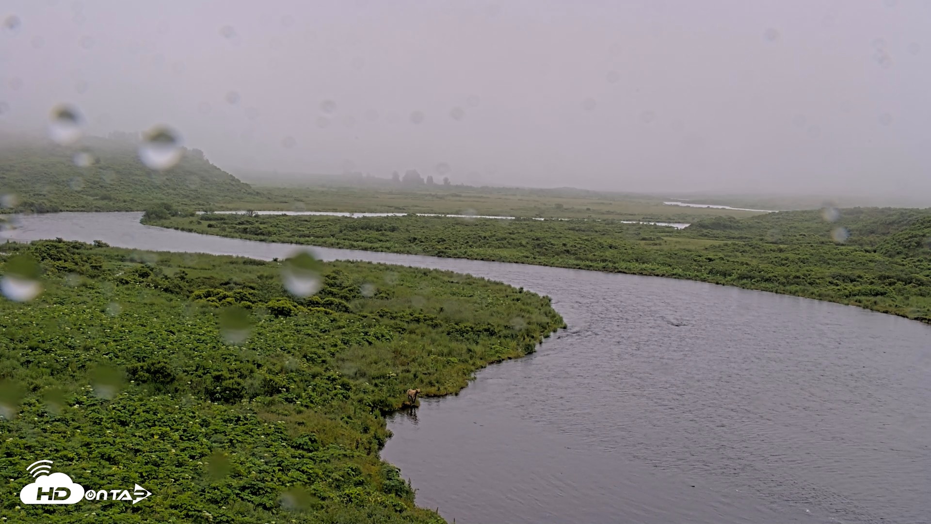 Snapshot of Kodiak Alaska Brown Bears Live Webcam taken Jul 22, 2026, 11:55am AKDT