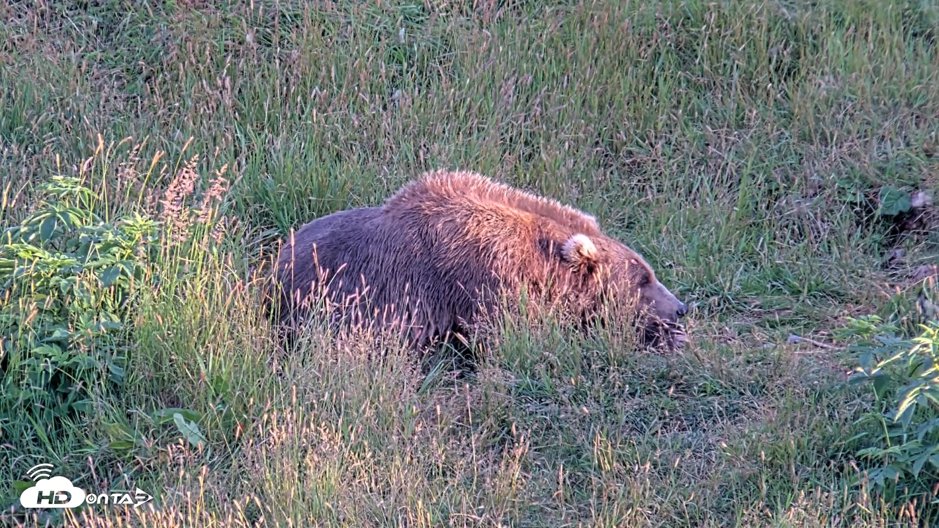 Snapshot of Kodiak Alaska Brown Bears Live Webcam taken Aug 11, 2026, 8:54pm AKDT