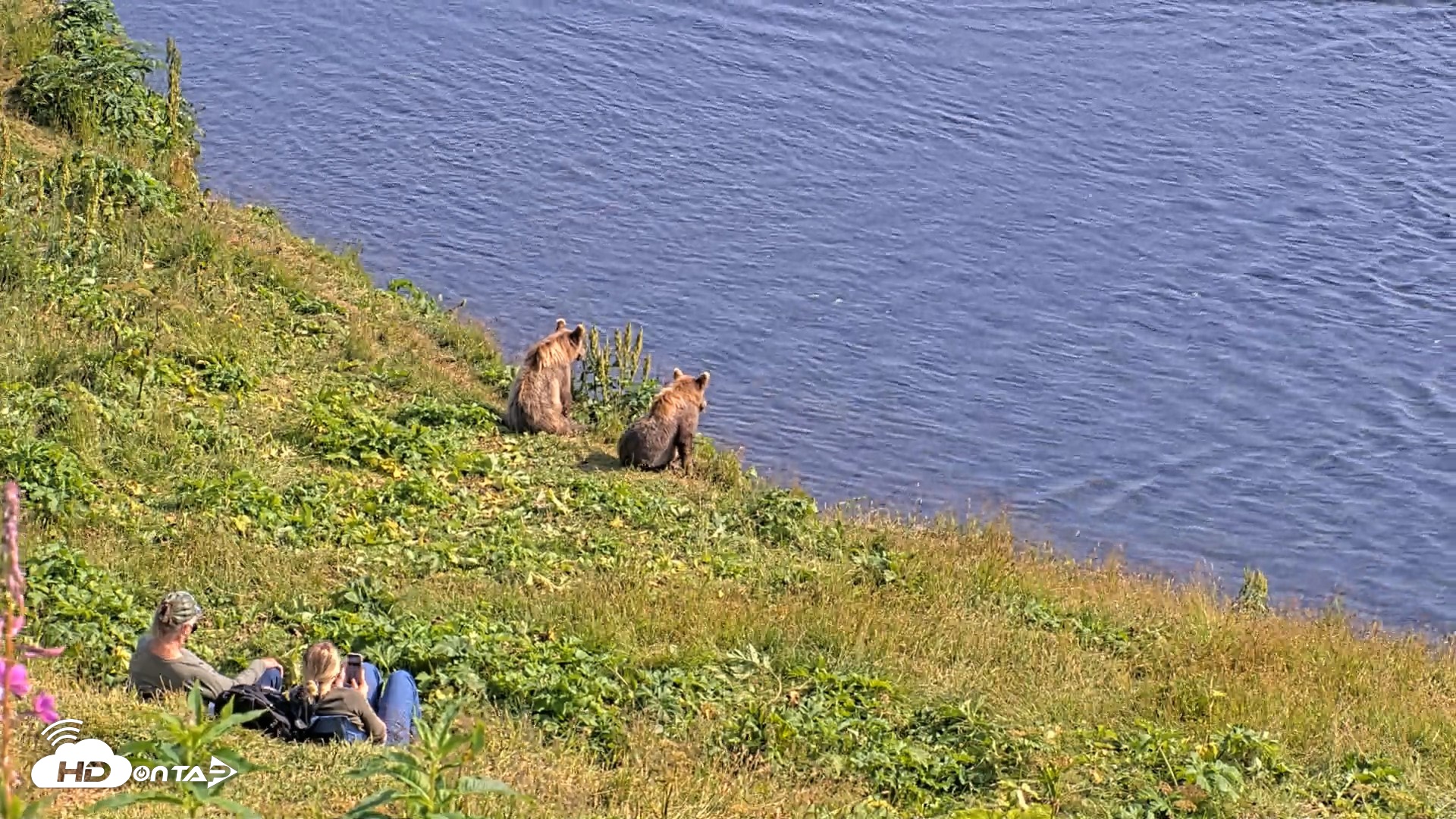 Snapshot of Kodiak Alaska Brown Bears Live Webcam taken Aug 8, 2026, 4:27pm AKDT