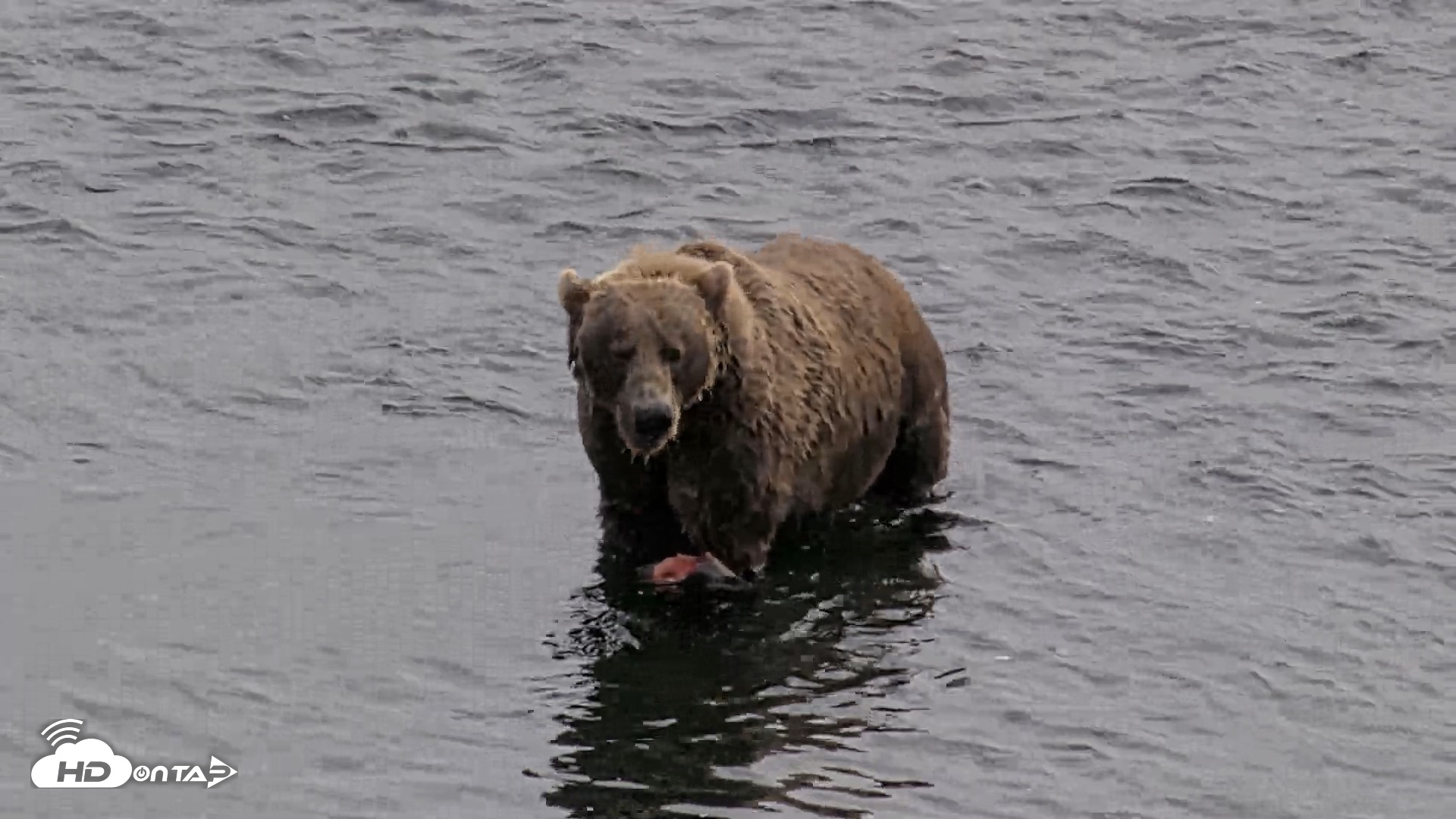Snapshot of Kodiak Alaska Brown Bears Live Webcam taken Aug 27, 2026, 2:52pm AKDT