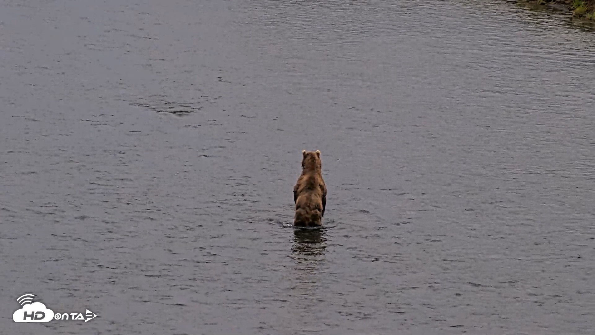 Snapshot of Kodiak Alaska Brown Bears Live Webcam taken Aug 4, 2026, 10:16pm AKDT