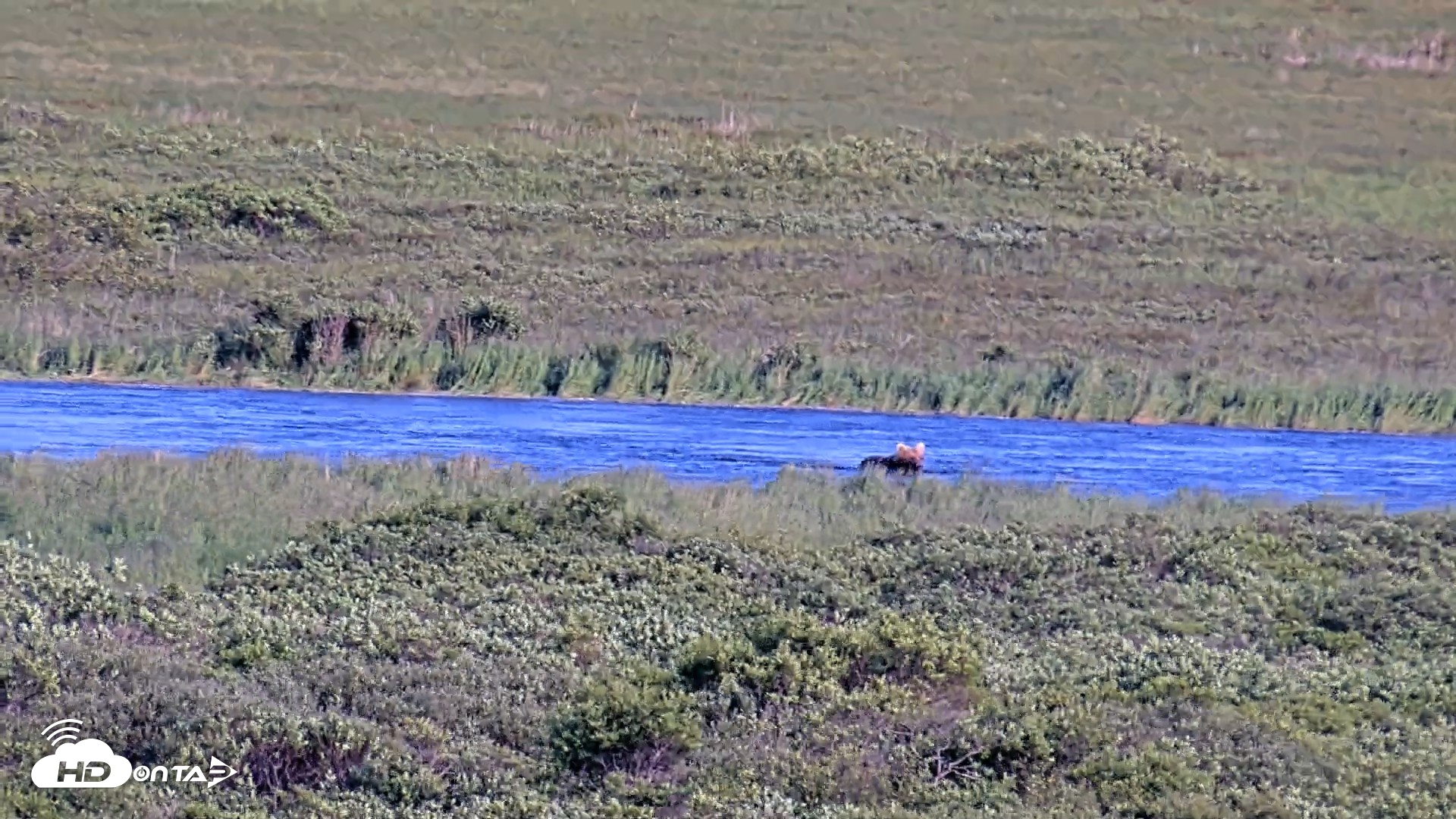 Snapshot of Kodiak Alaska Brown Bears Live Webcam taken Jul 24, 2026, 7:04pm AKDT