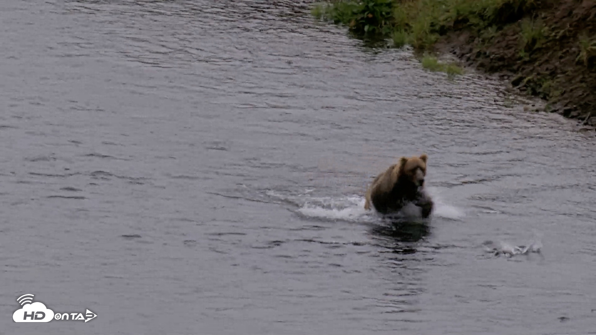 Snapshot of Kodiak Alaska Brown Bears Live Webcam taken Jul 22, 2026, 1:30pm AKDT