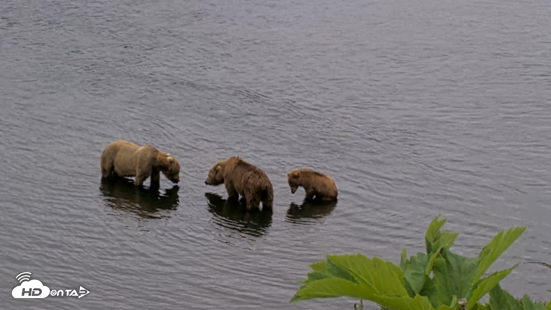 Snapshot of Kodiak Alaska Brown Bears Live Webcam taken Jul 12, 2026, 2:04pm AKDT